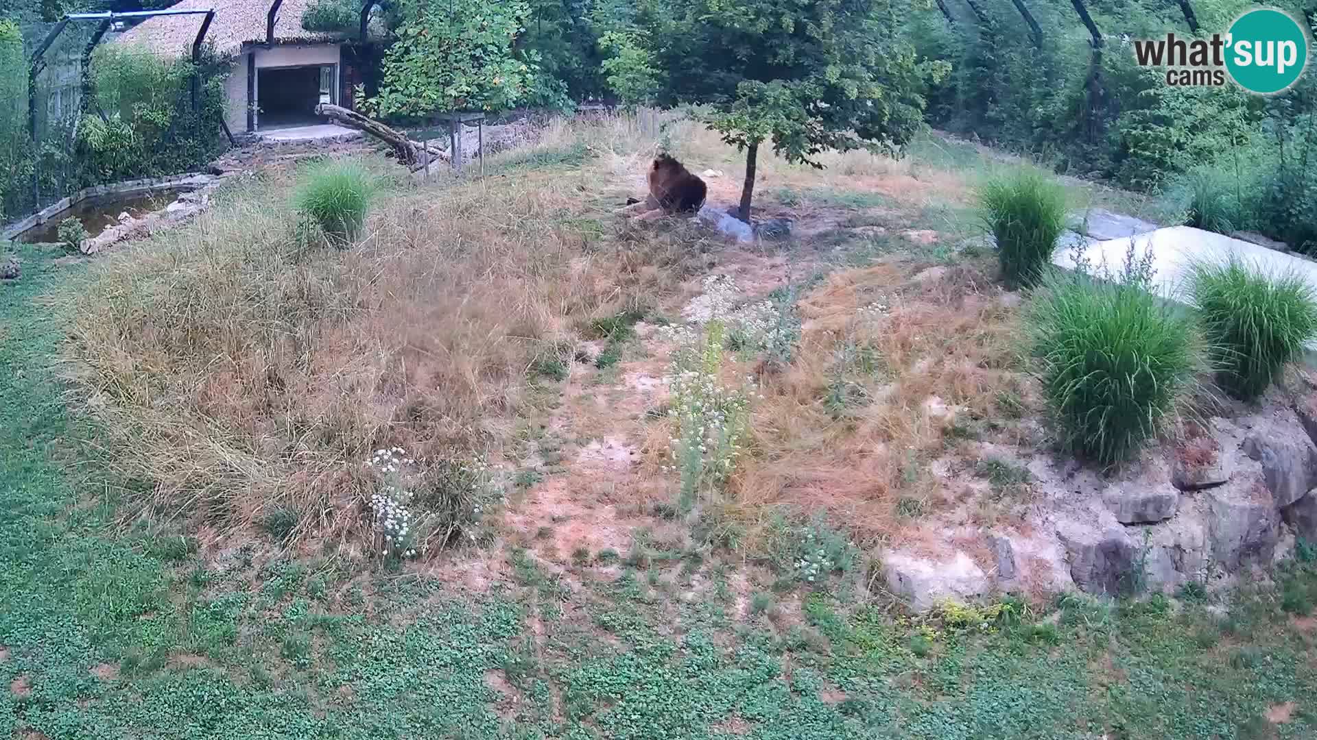 Live Ljubljana Zoo webcam Lion