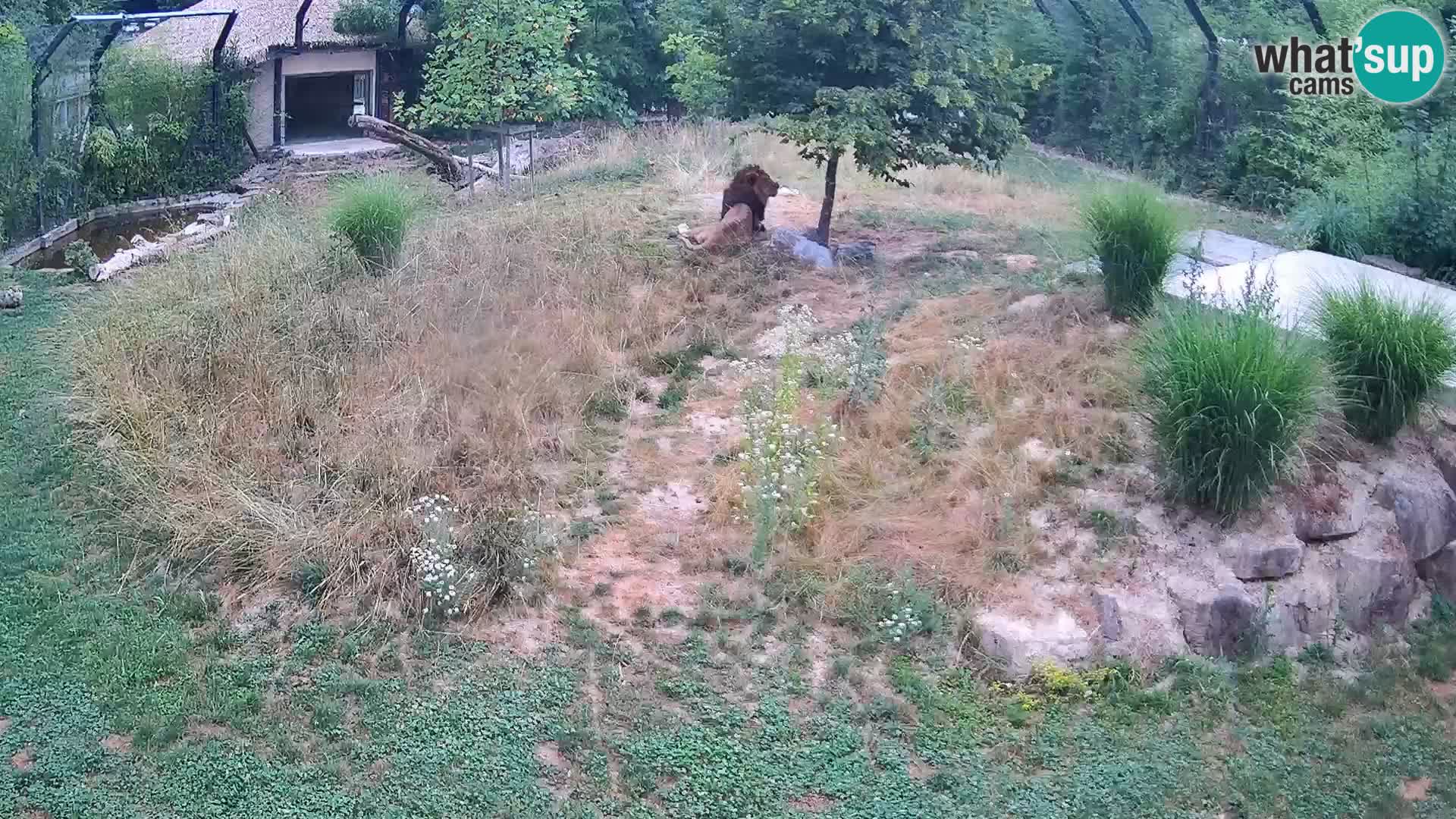 Live Ljubljana Zoo webcam Lion