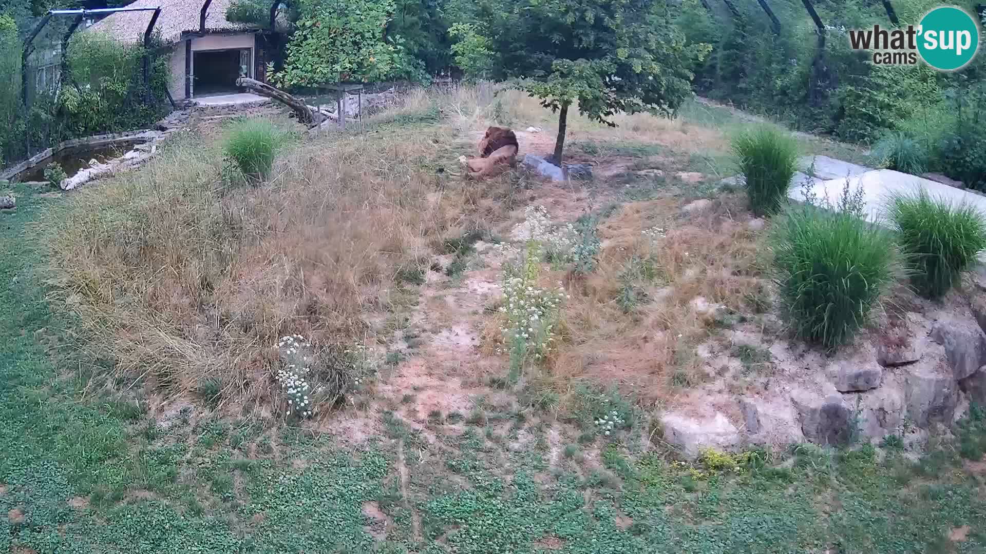 Zoo Ljubljana web kamera Lavovi