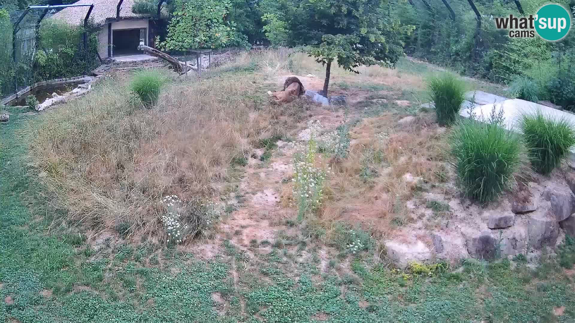 Zoo Ljubljana camera en vivo Leones