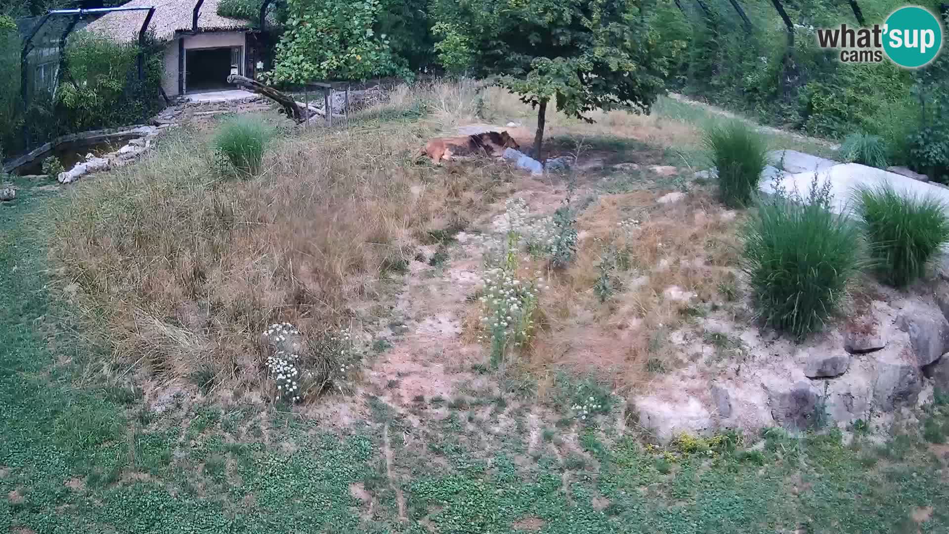 Live Ljubljana Zoo webcam Lion