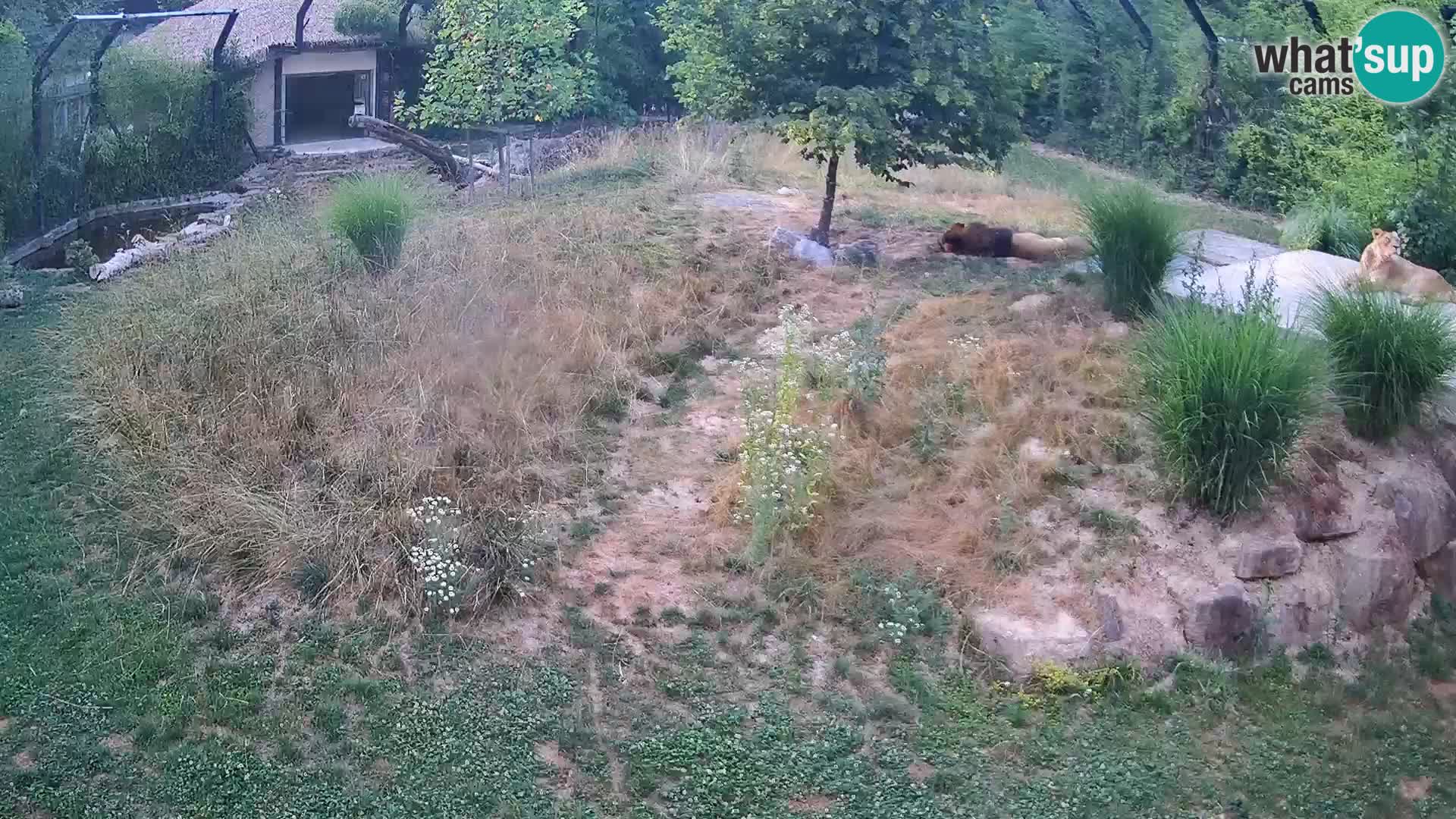 Zoo Lubiana live webcam Leoni