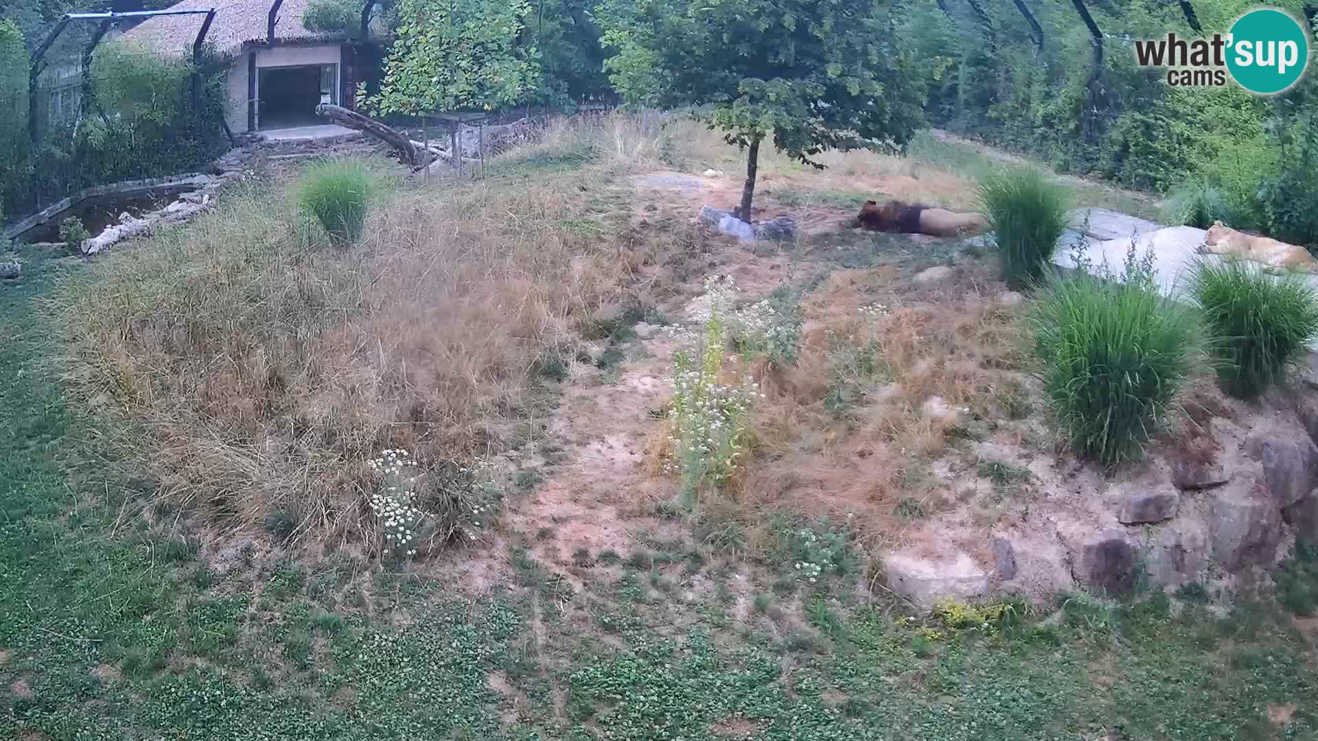 Ljubljana Zoo webcam Lion