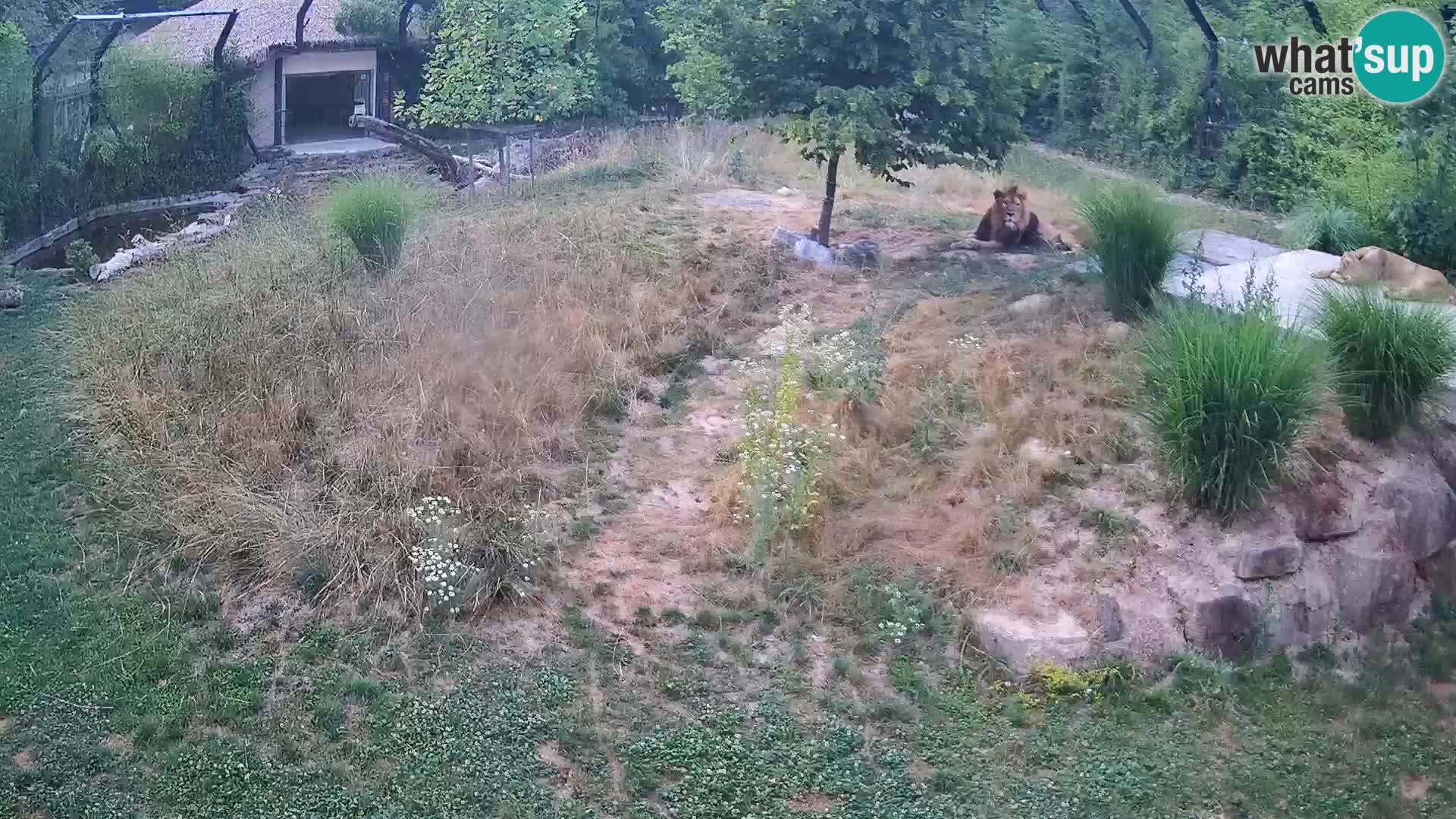 Live Ljubljana Zoo webcam Lion