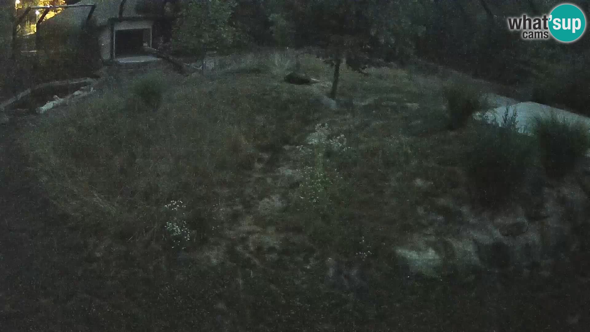 Live Ljubljana Zoo webcam Lion