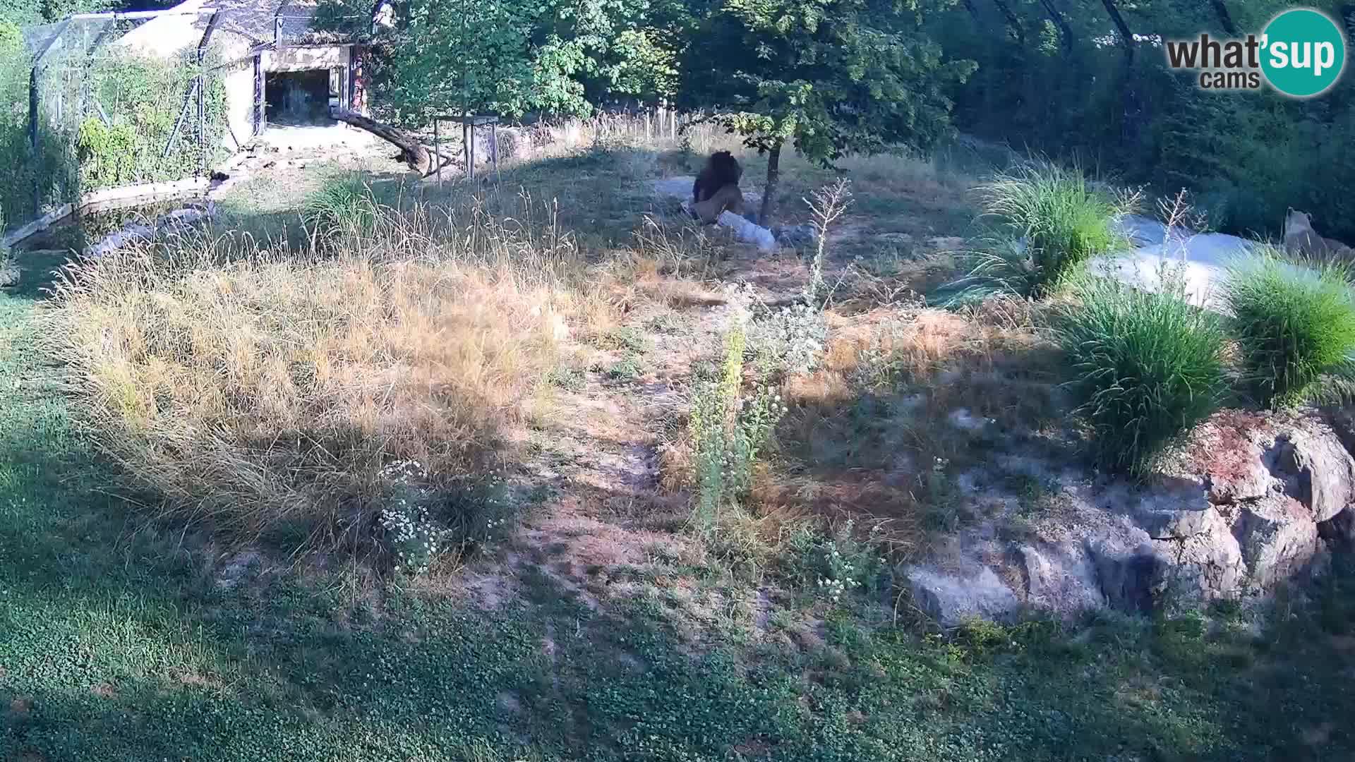 Zoo Ljubljana webcam Löwen