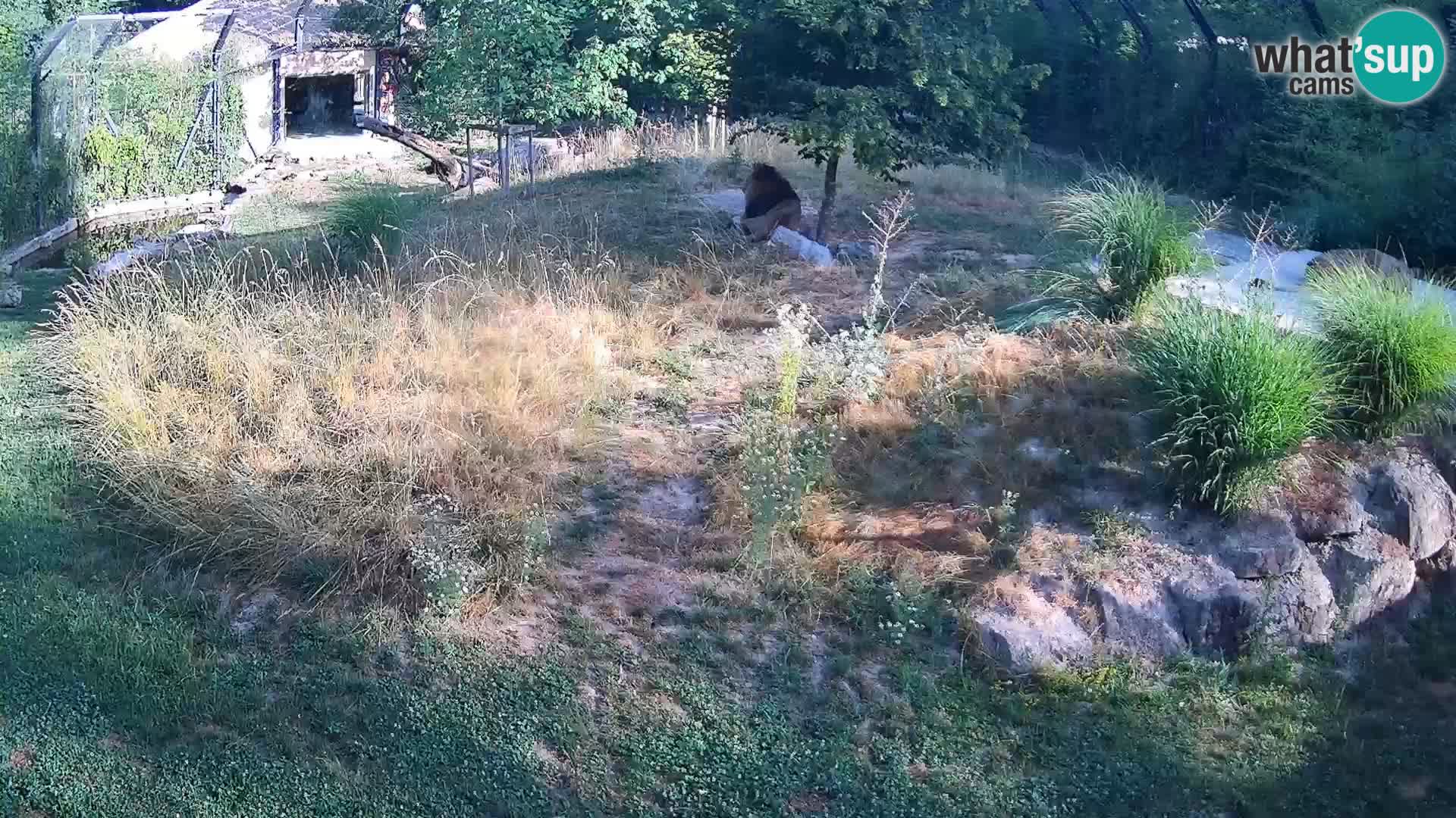 Zoo Ljubljana webcam Löwen