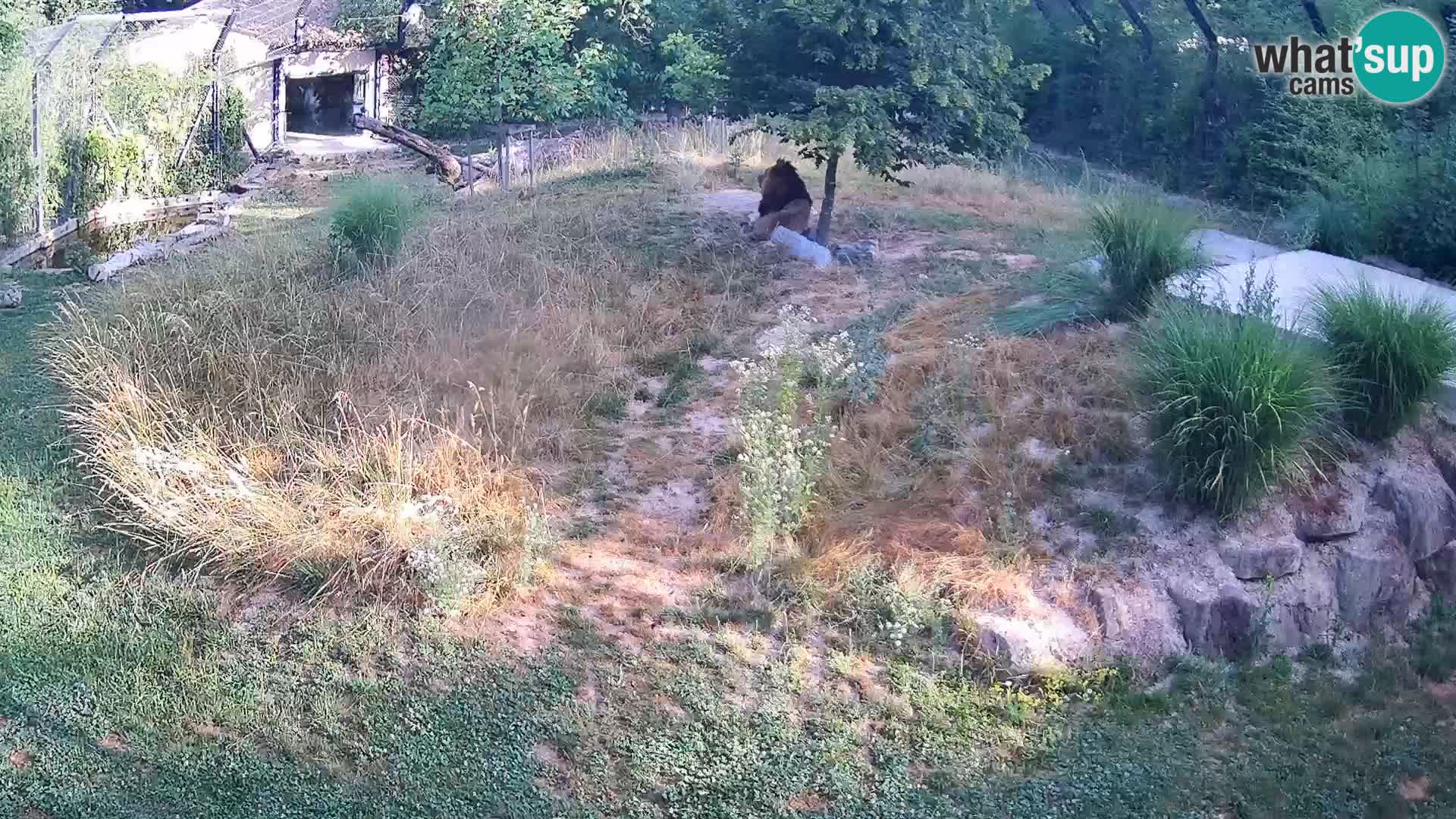 Zoo Ljubljana webcam Löwen
