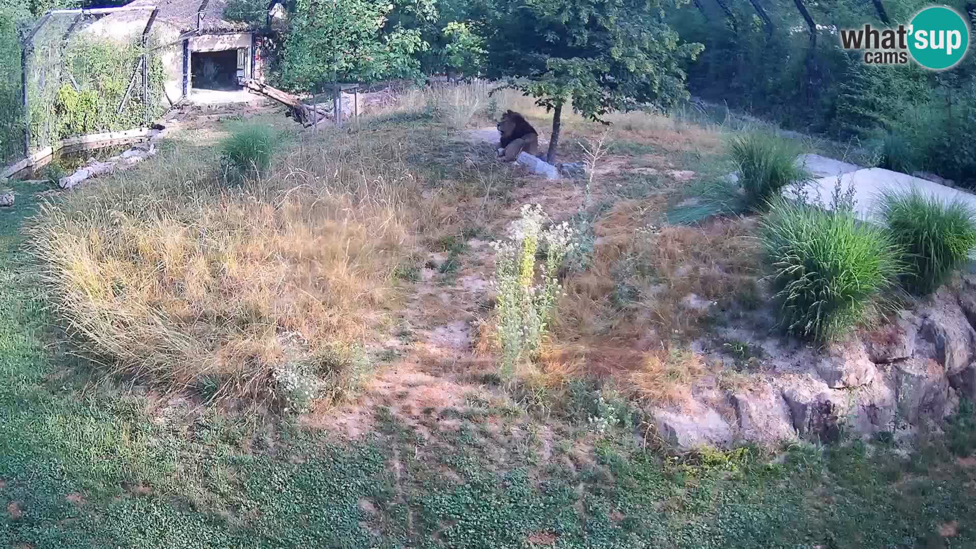 Ljubljana Zoo webcam Lion