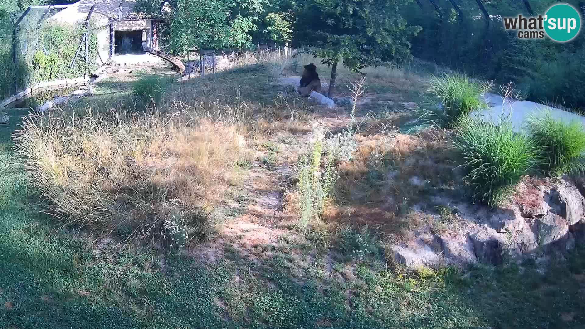 Zoo Ljubljana webcam Löwen