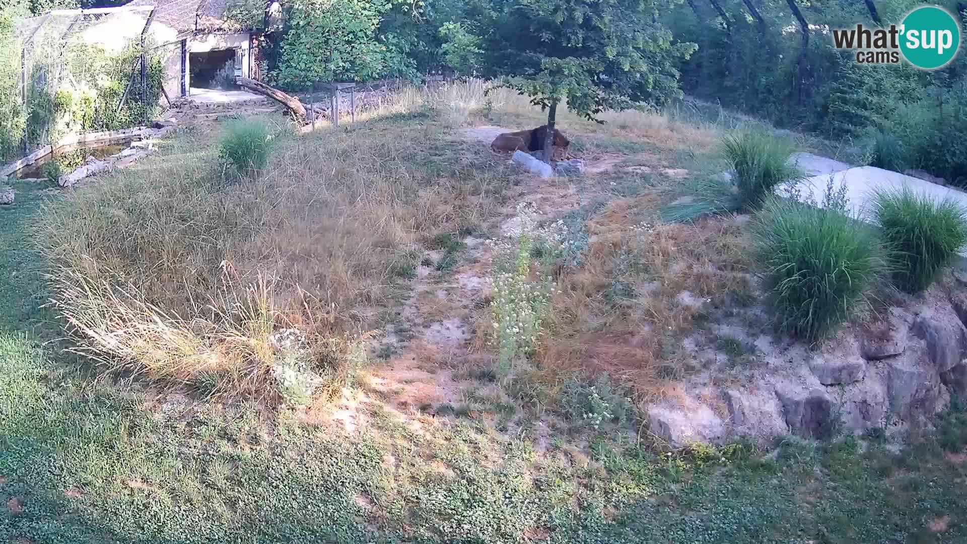 Live Ljubljana Zoo webcam Lion