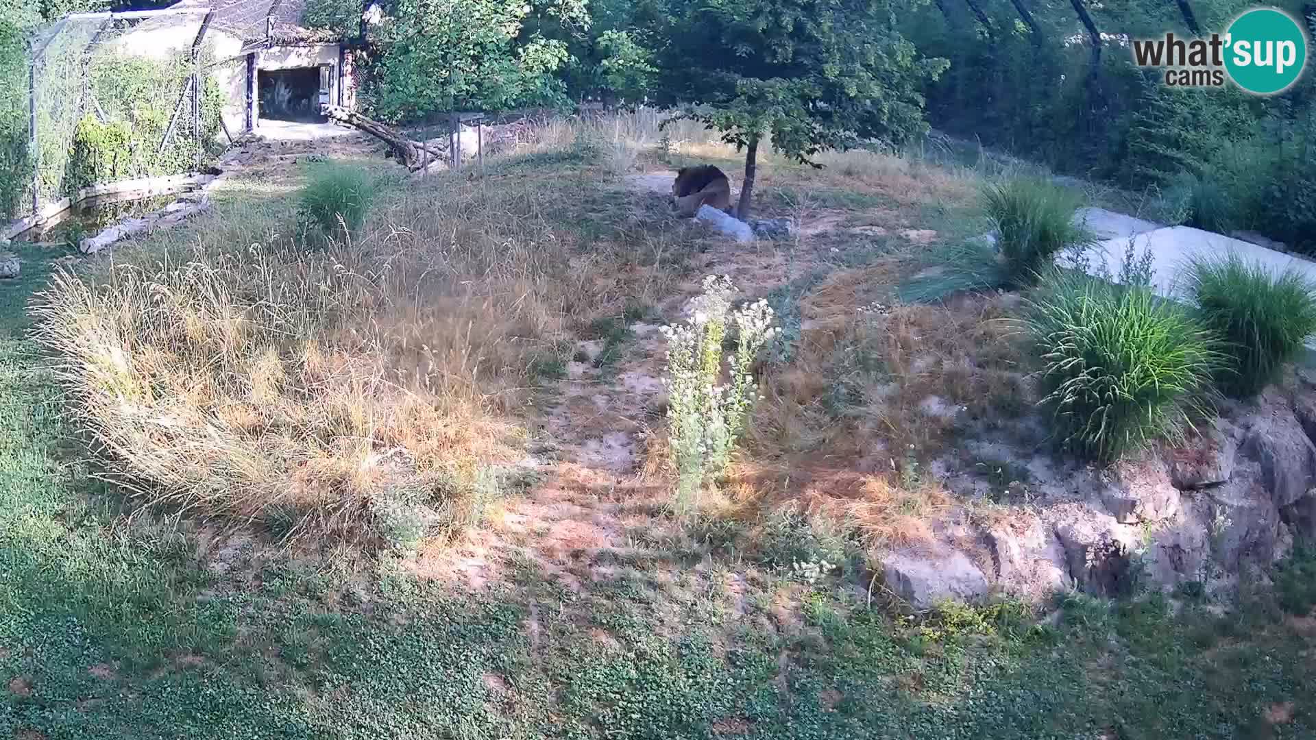 Zoo Ljubljana web kamera Lavovi