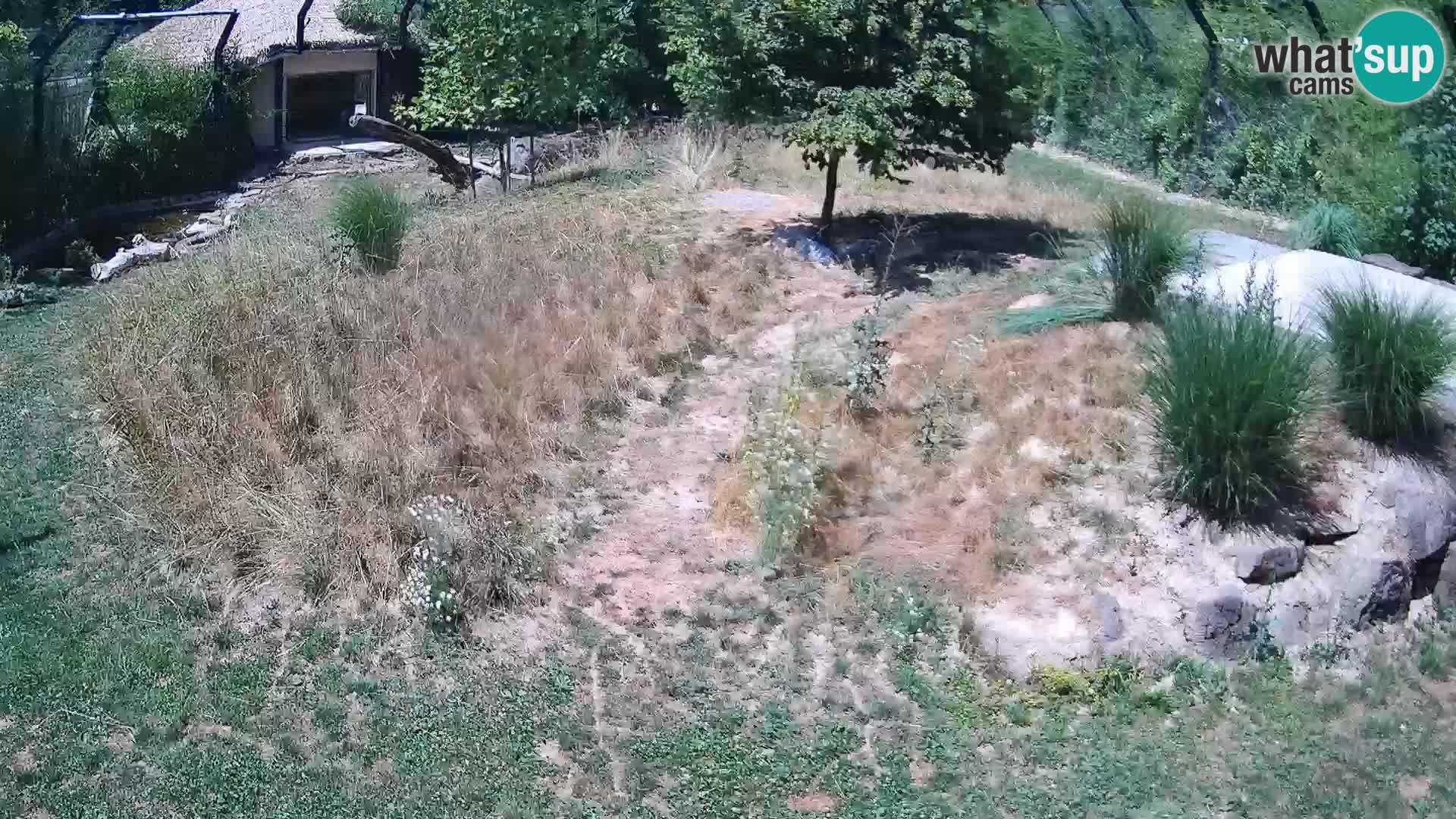 Zoo Ljubljana web kamera Lavovi