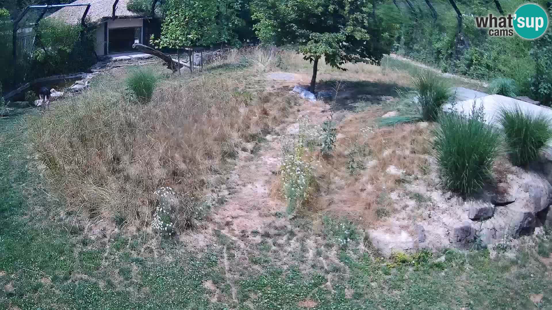 Zoo Ljubljana web kamera Lavovi