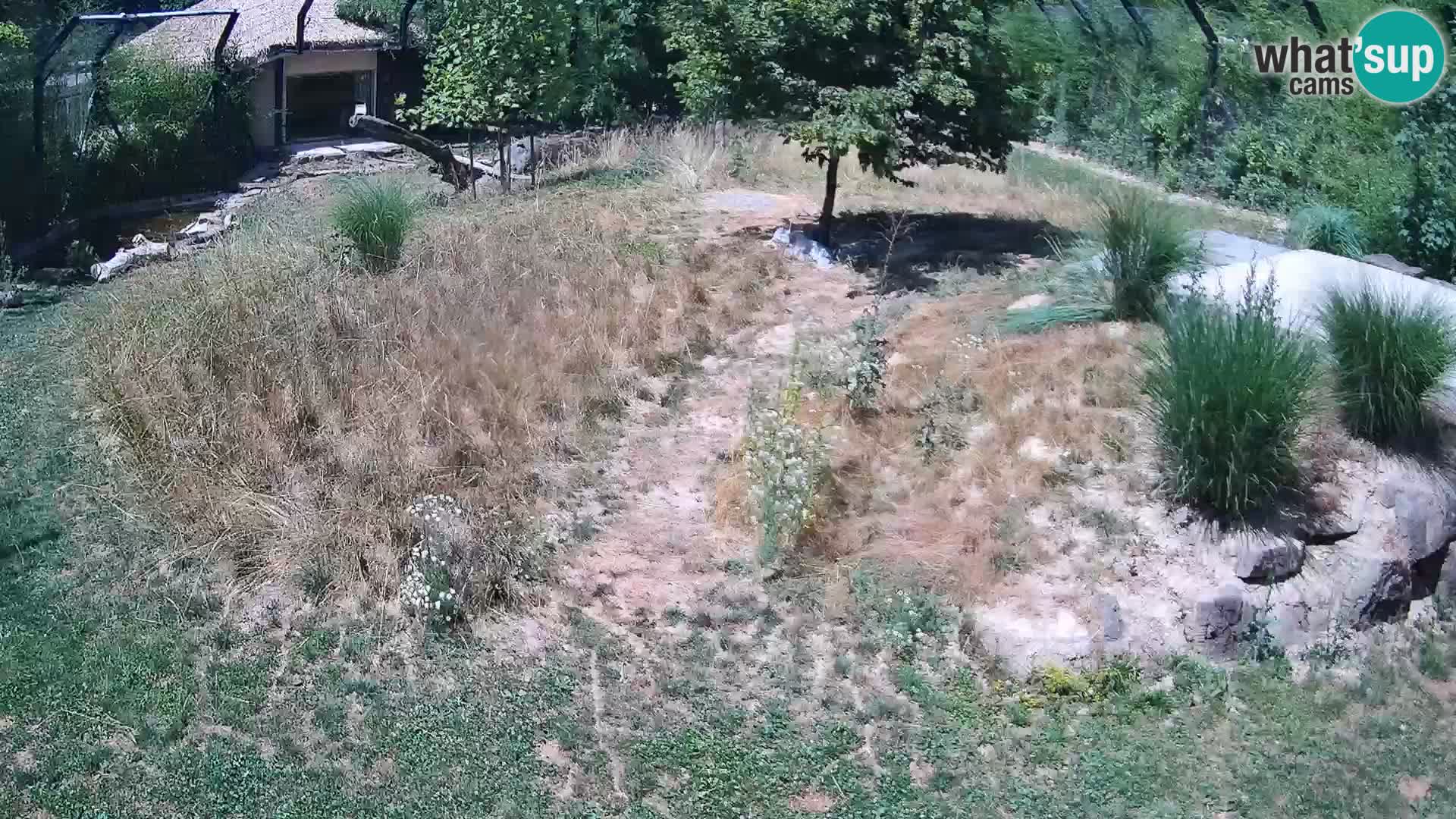Zoo Ljubljana webcam Löwen