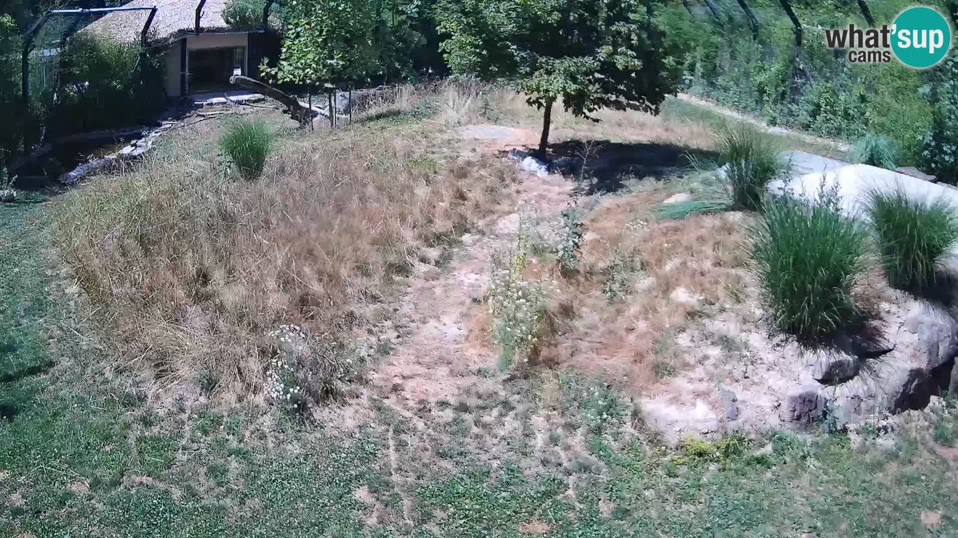 Zoo Ljubljana web kamera Lavovi