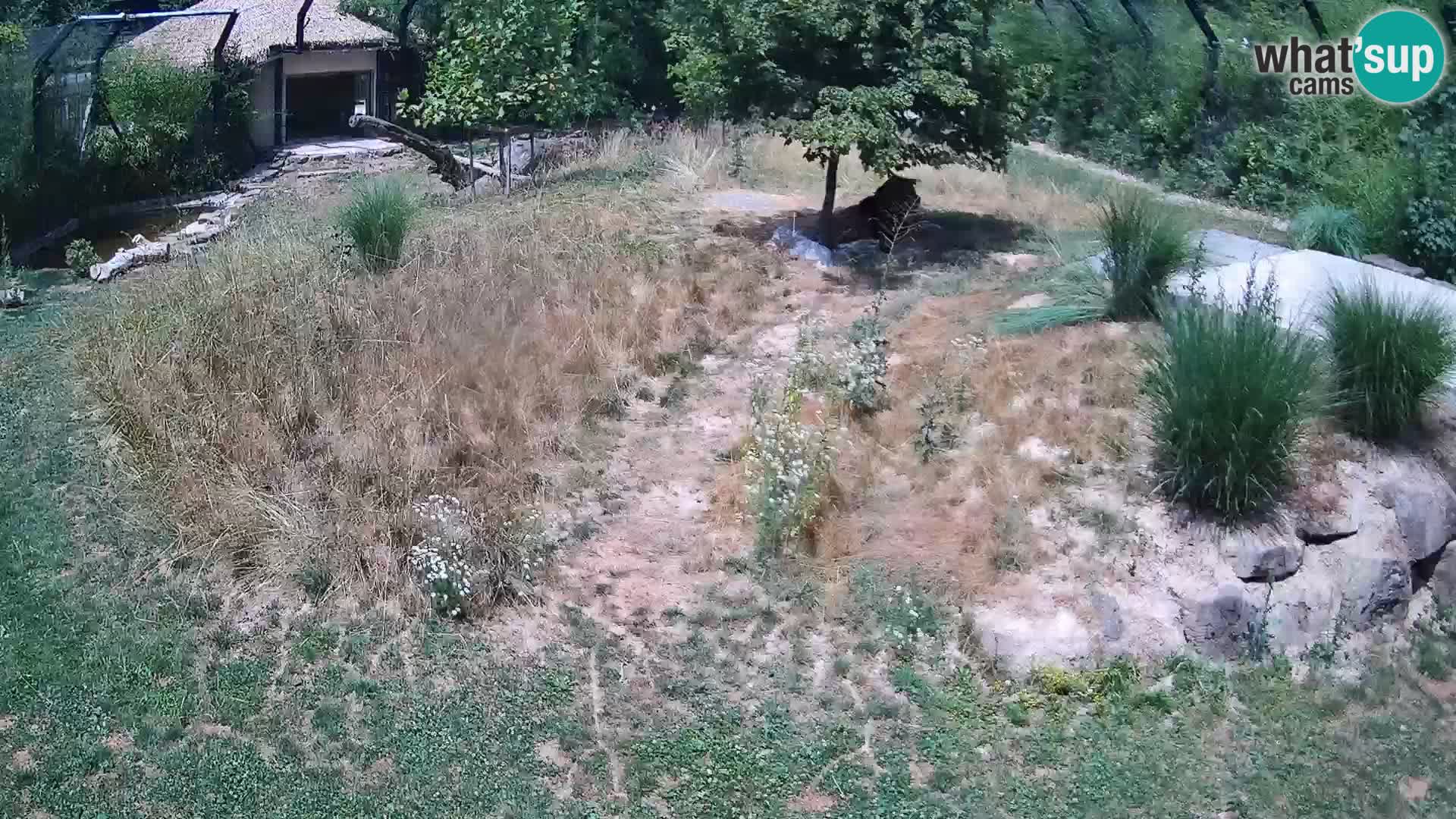 Zoo Ljubljana webcam Löwen