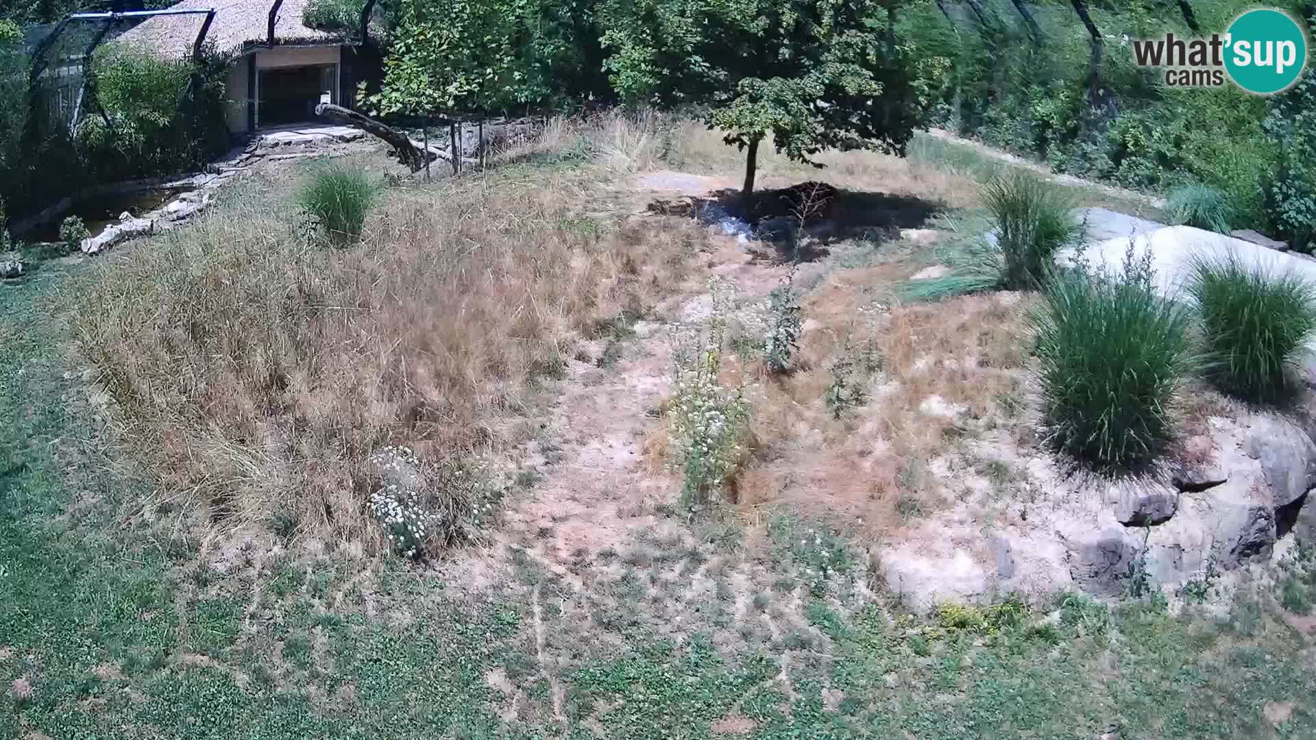 Zoo Lubiana live webcam Leoni