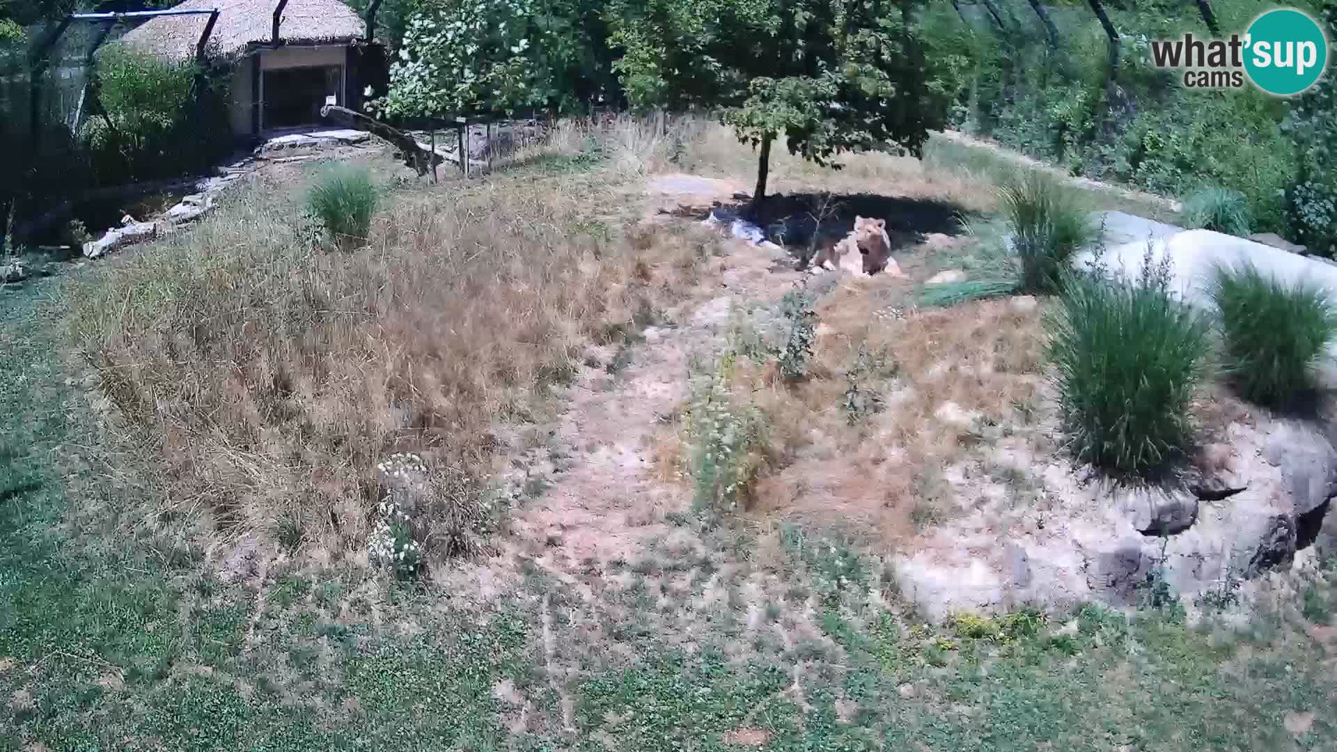 Zoo Ljubljana web kamera Lavovi