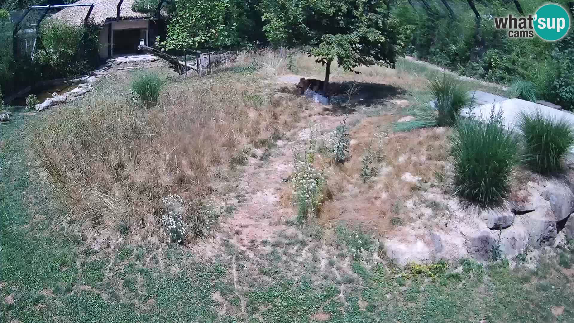 Zoo Ljubljana camera en vivo Leones