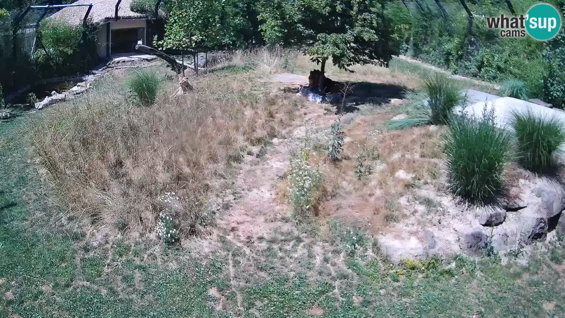 Ljubljana Zoo webcam Lion