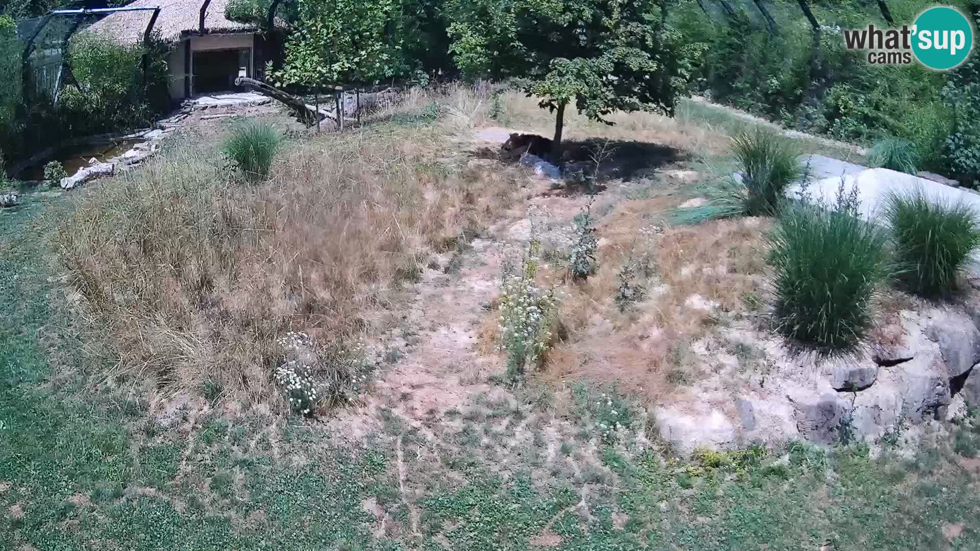 Zoo Ljubljana webcam Löwen