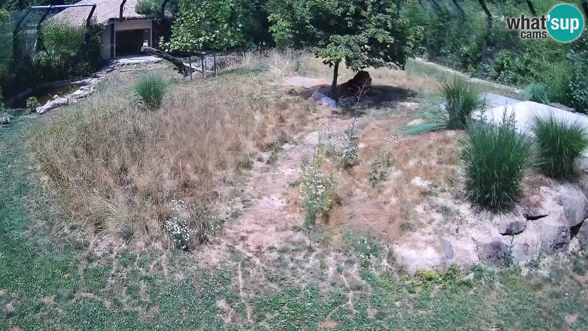Zoo Lubiana live webcam Leoni