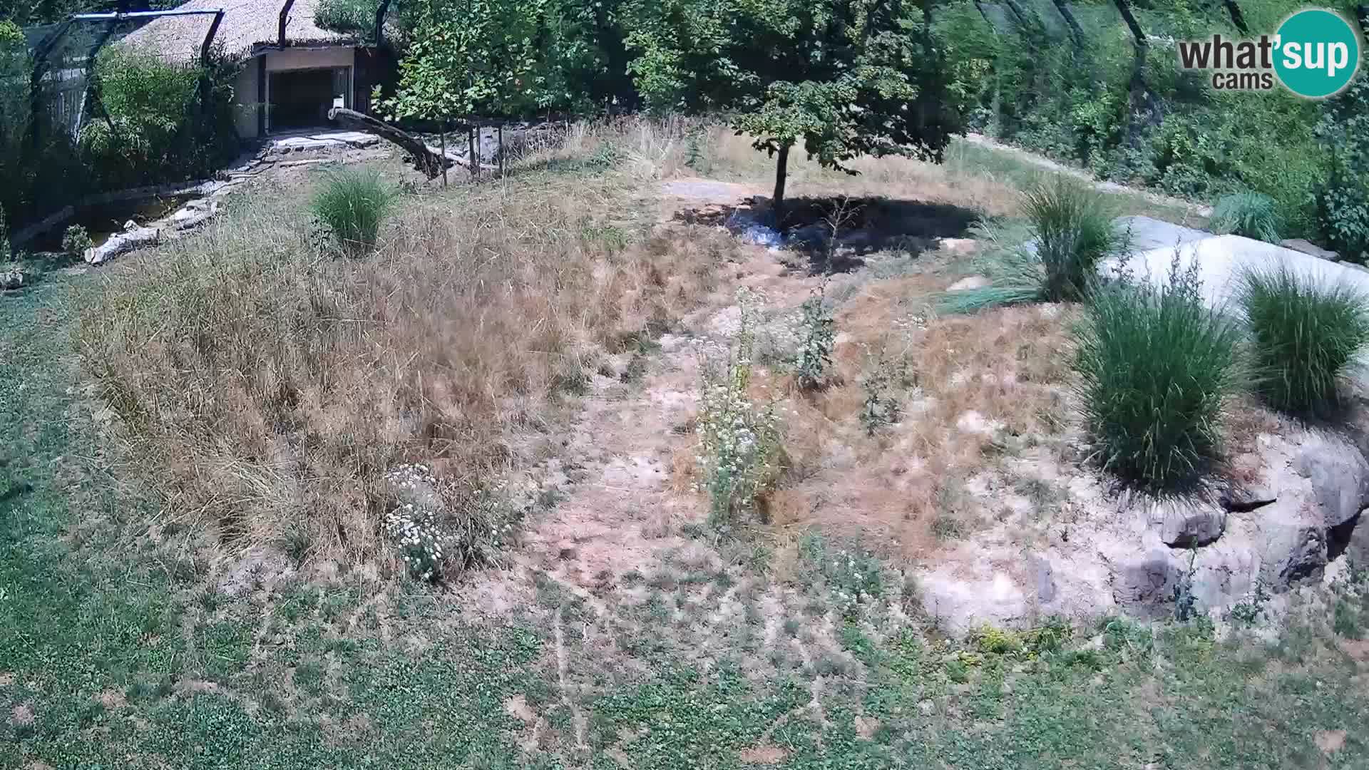 Ljubljana Zoo webcam Lion
