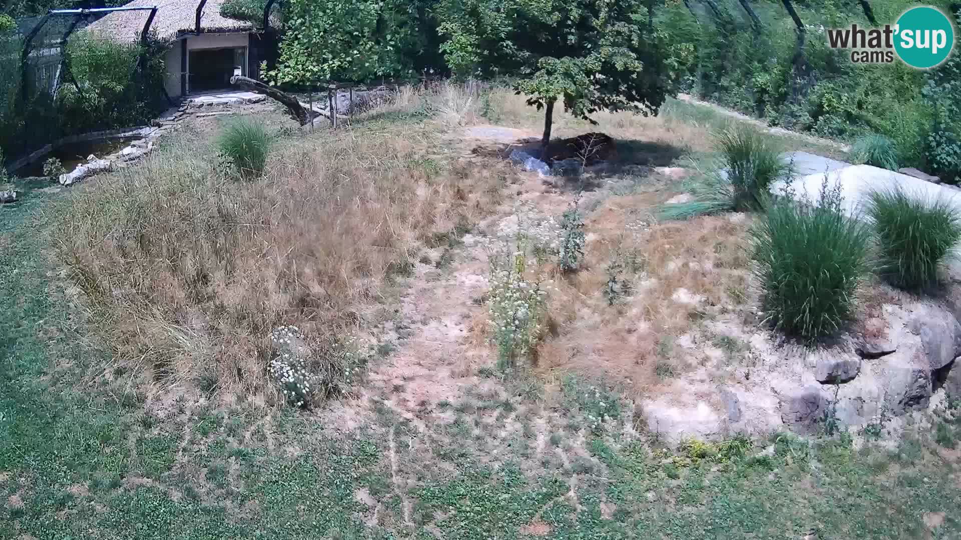 Zoo Ljubljana web kamera Lavovi