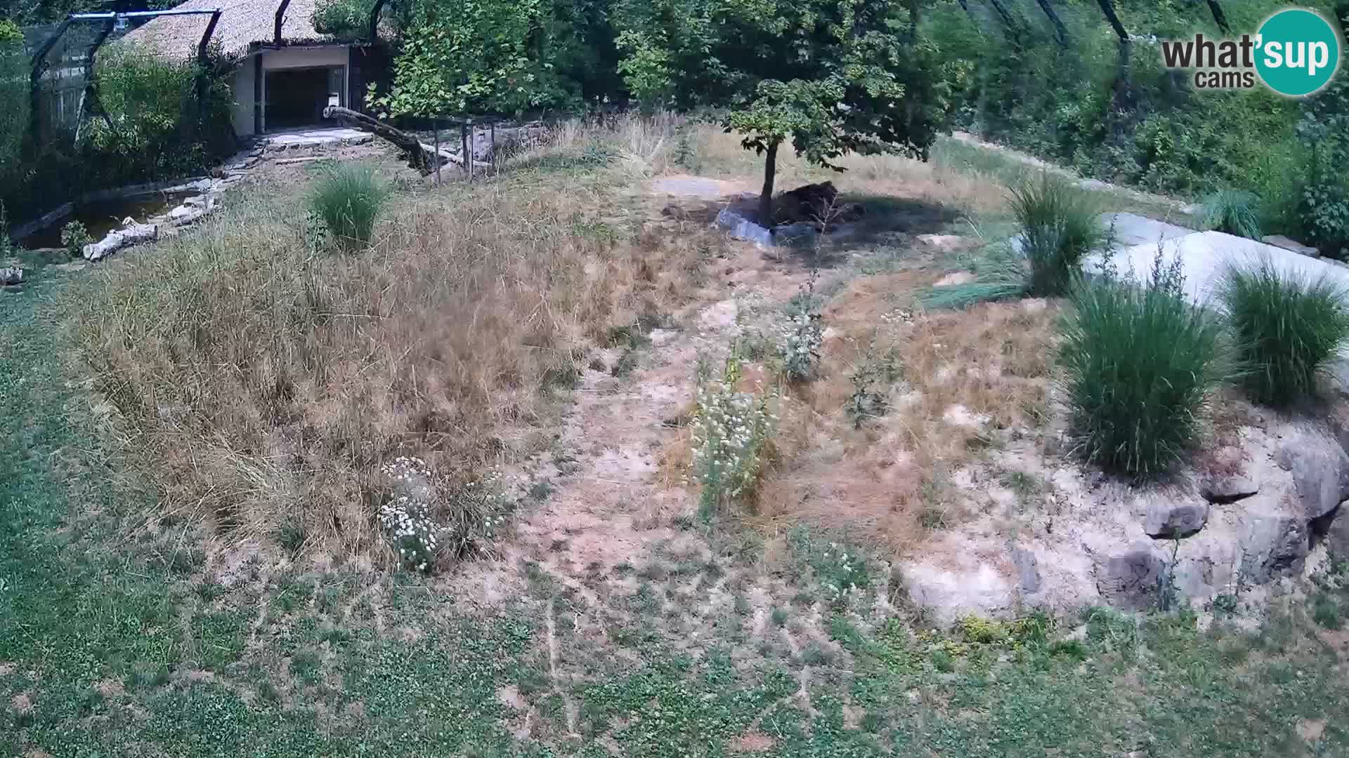 Zoo Ljubljana web kamera Lavovi