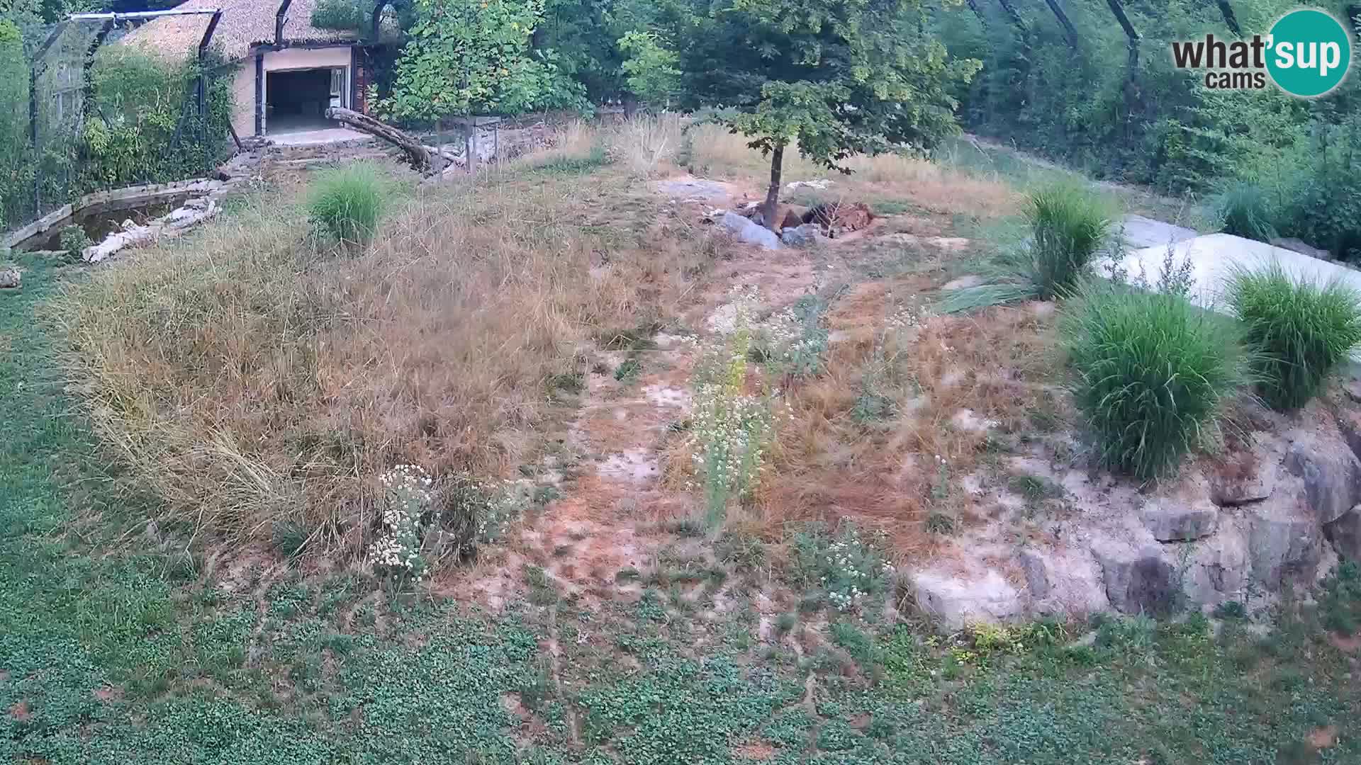Live Ljubljana Zoo webcam Lion
