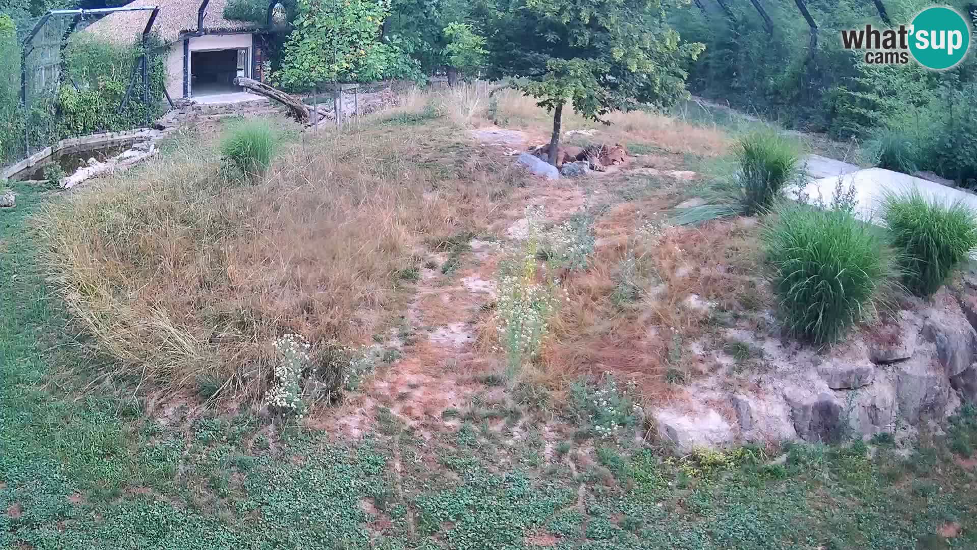 Zoo Lubiana live webcam Leoni