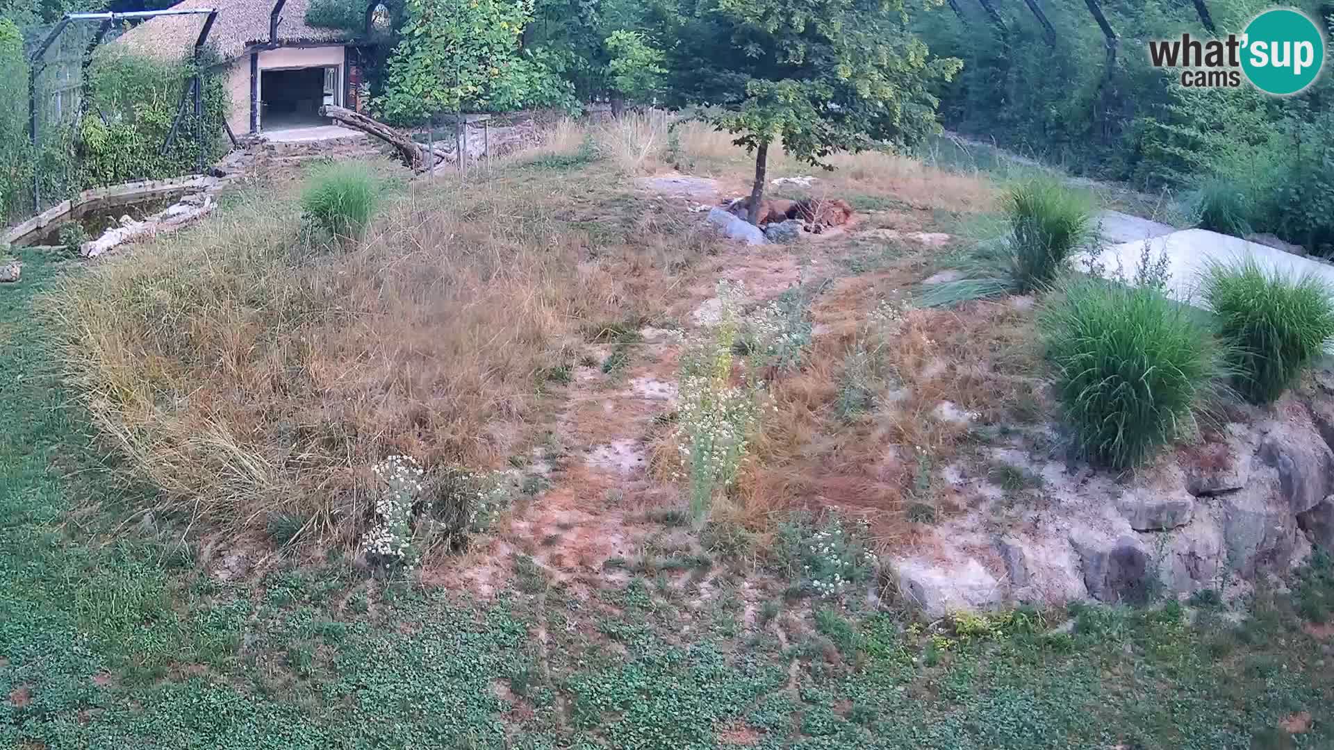 Zoo Ljubljana webcam Löwen