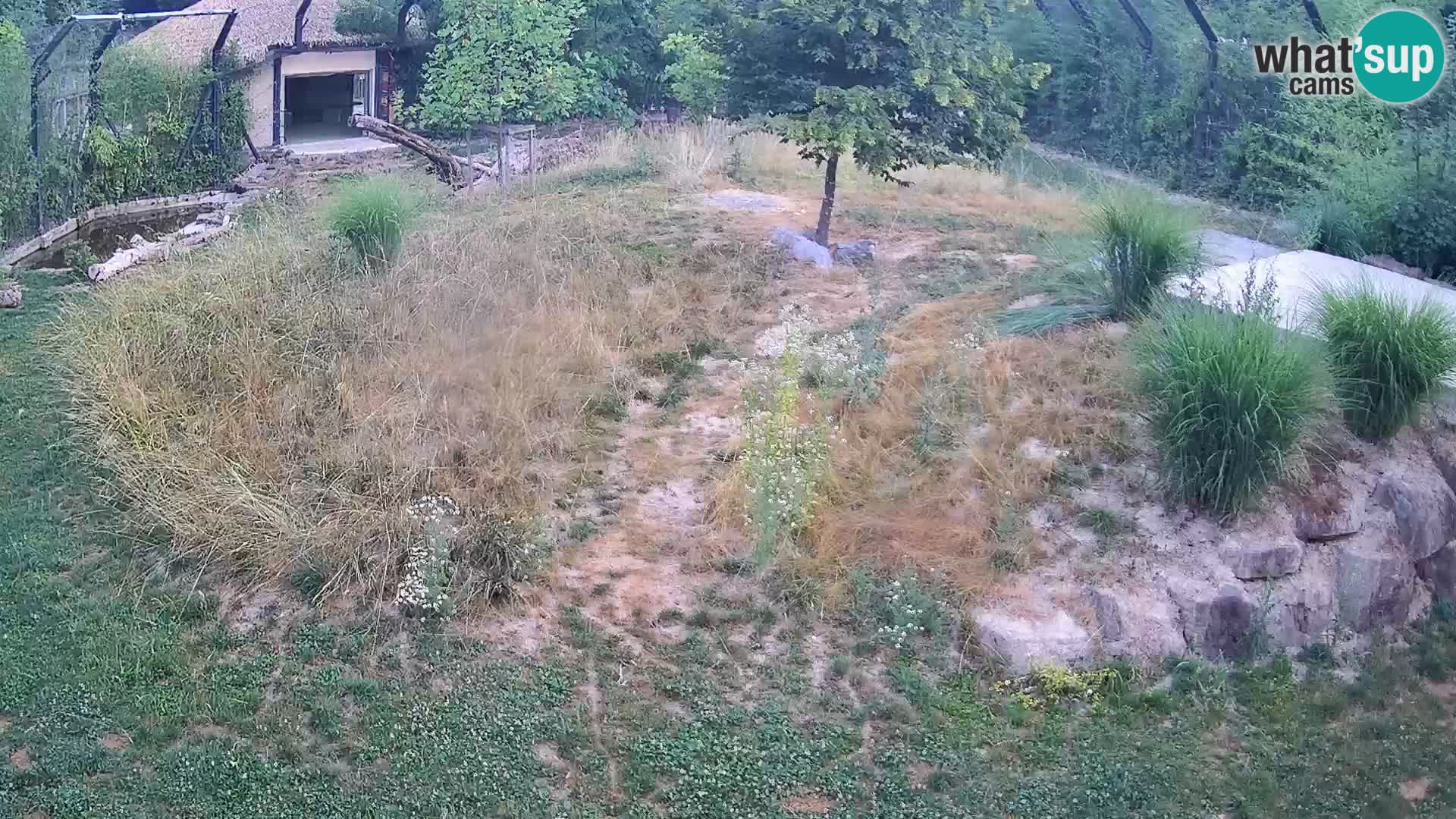 Zoo Ljubljana web kamera Lavovi