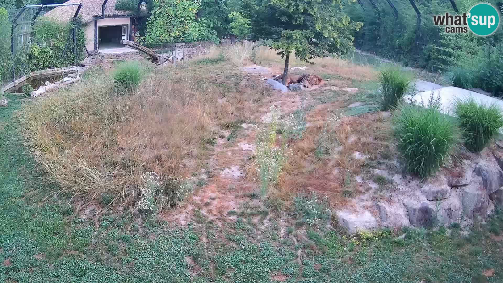 Live Ljubljana Zoo webcam Lion
