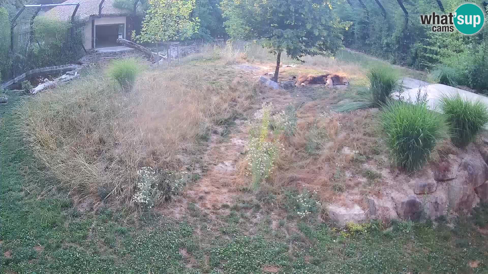 Zoo Ljubljana webcam Löwen