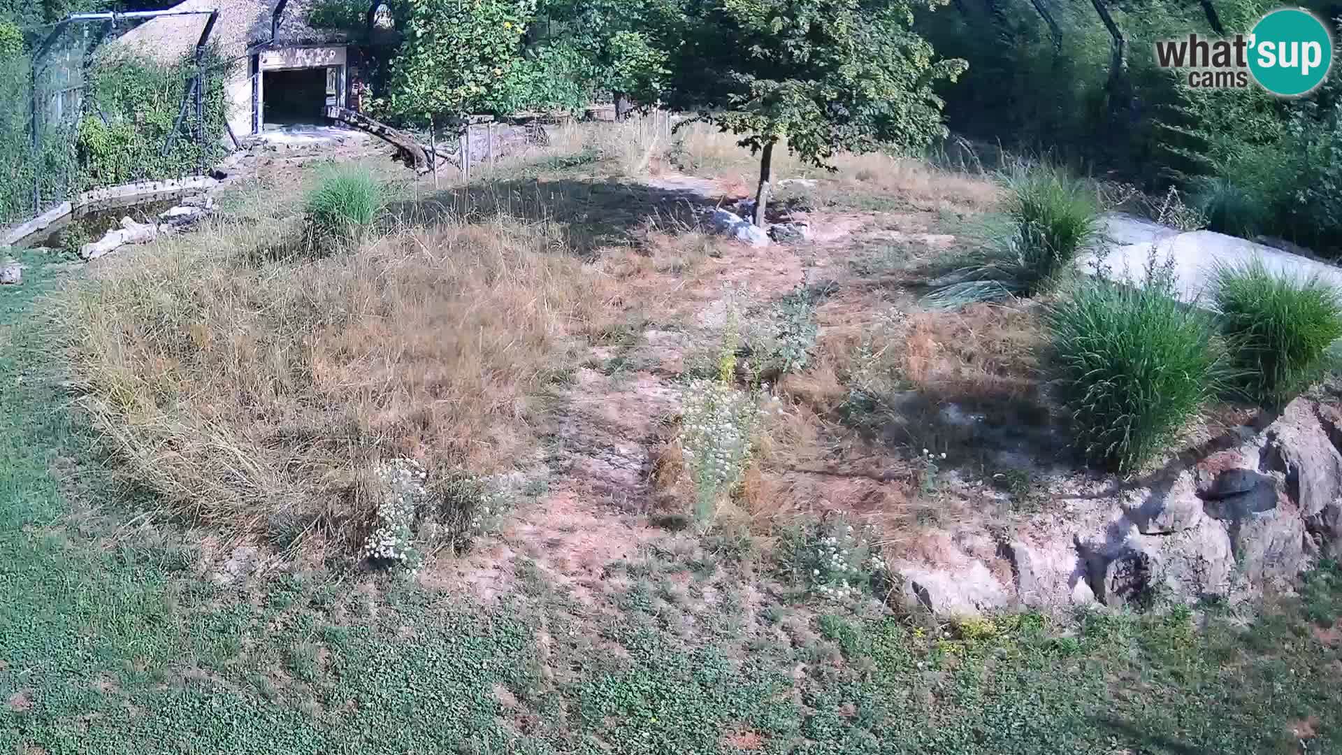 Ljubljana Zoo webcam Lion