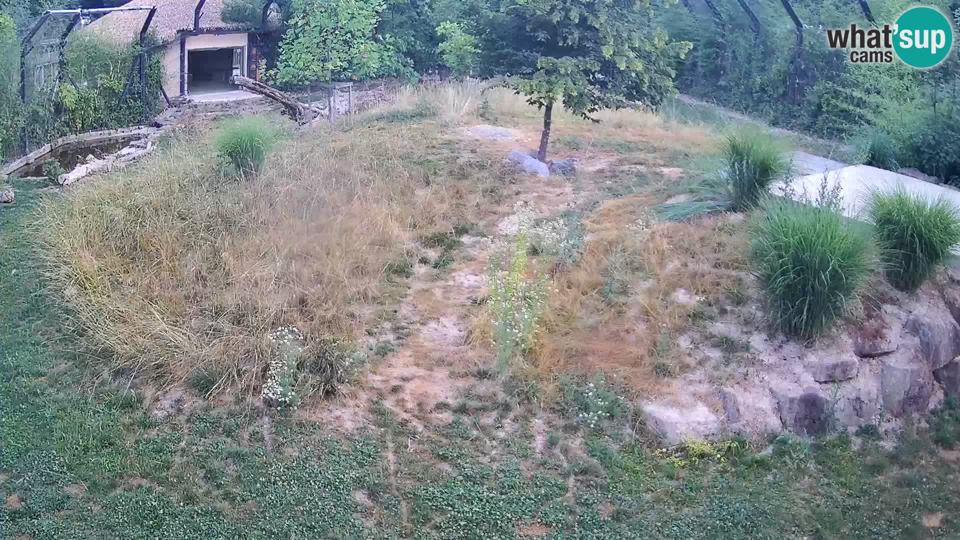 Zoo Ljubljana web kamera Lavovi