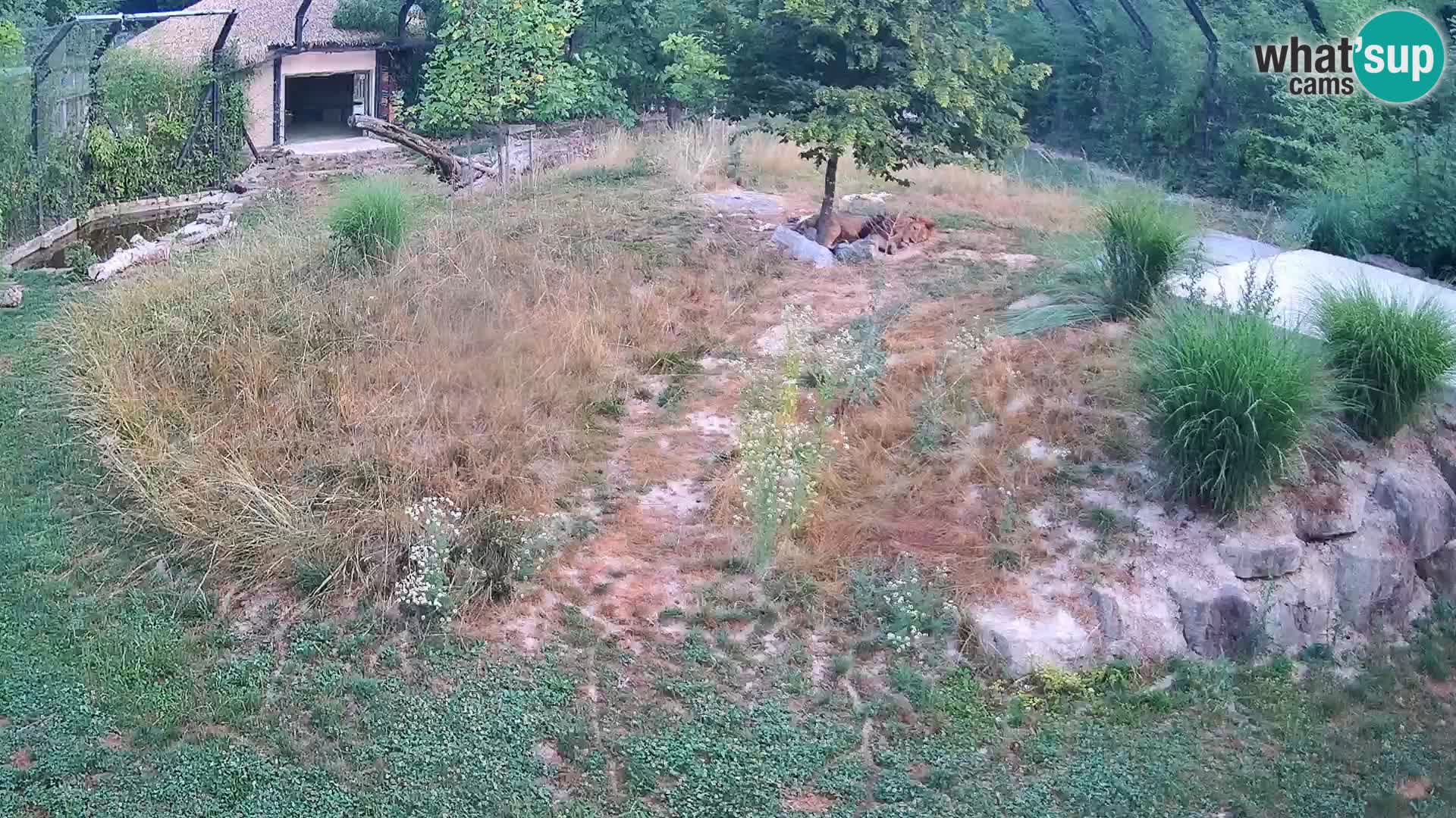 Zoo Ljubljana web kamera Lavovi