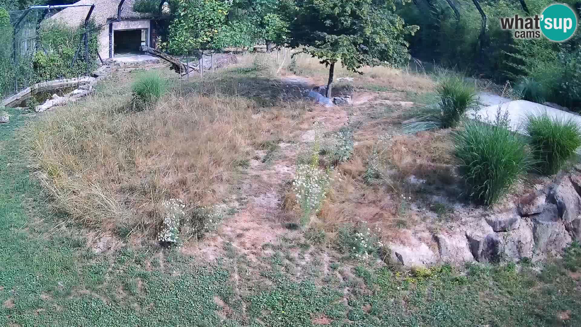 Zoo Ljubljana web kamera Lavovi