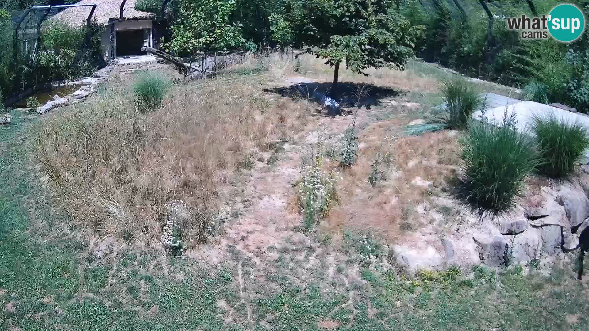 Zoo Lubiana live webcam Leoni