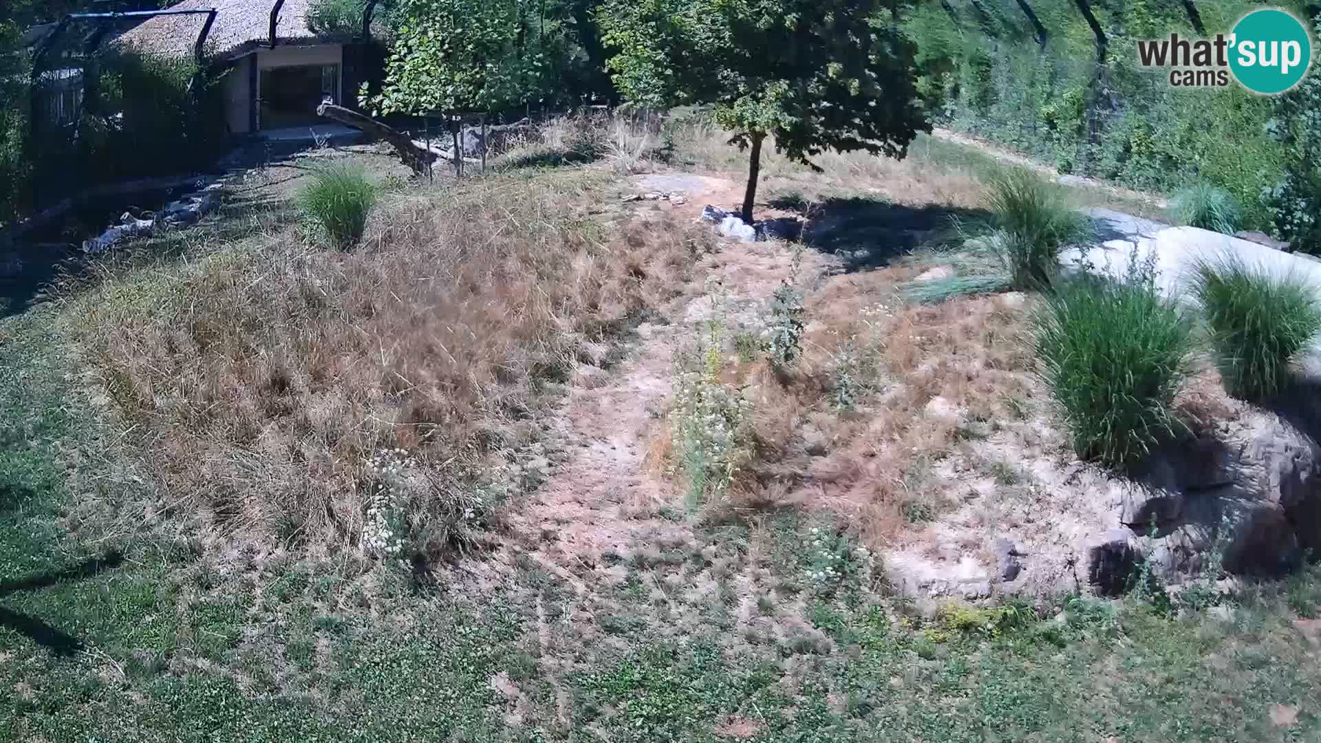Zoo Lubiana live webcam Leoni
