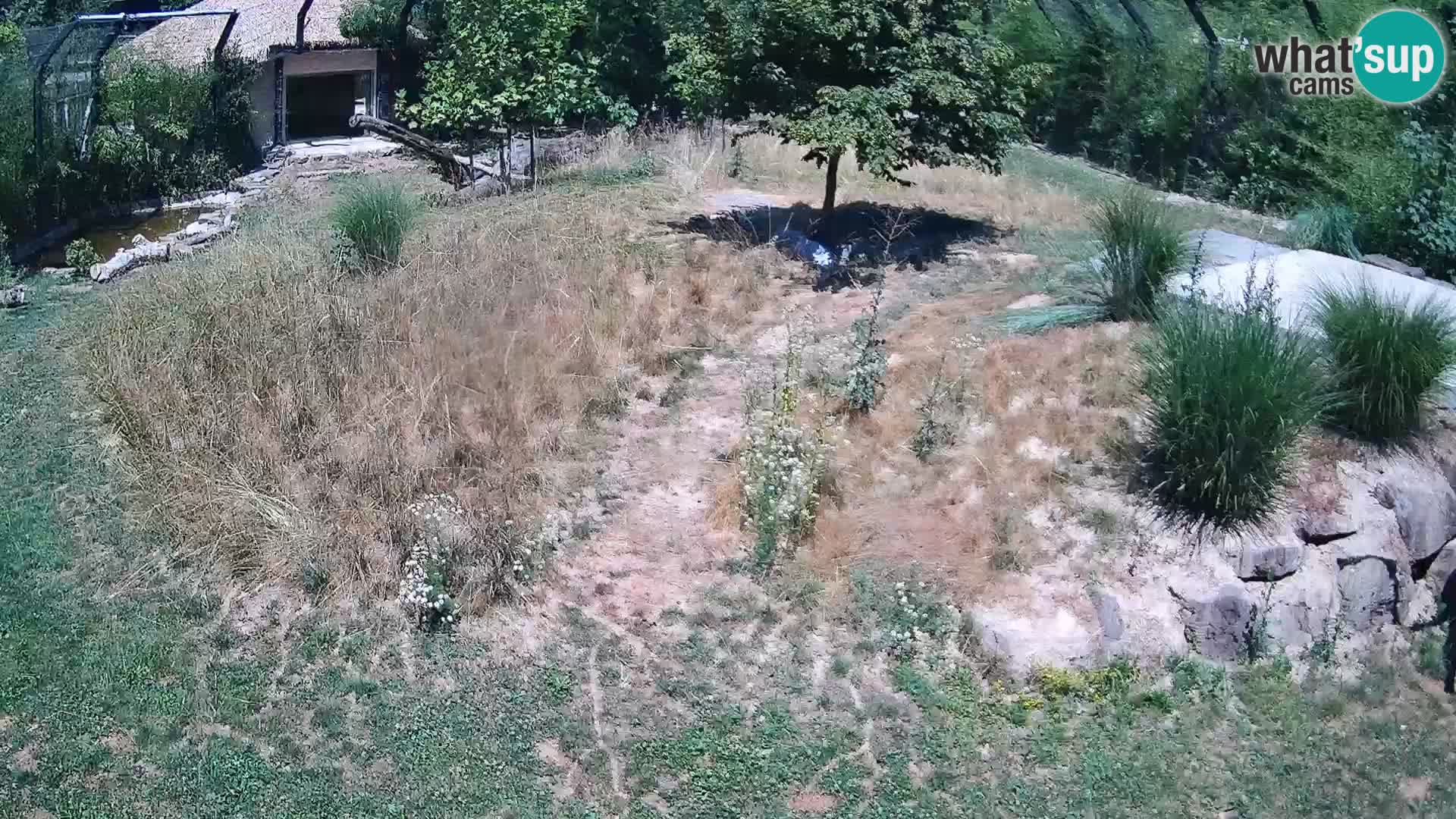 Live Ljubljana Zoo webcam Lion