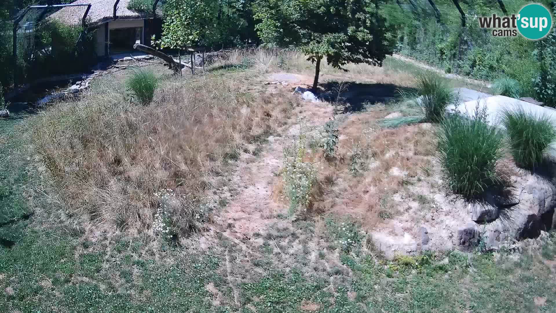Live Ljubljana Zoo webcam Lion