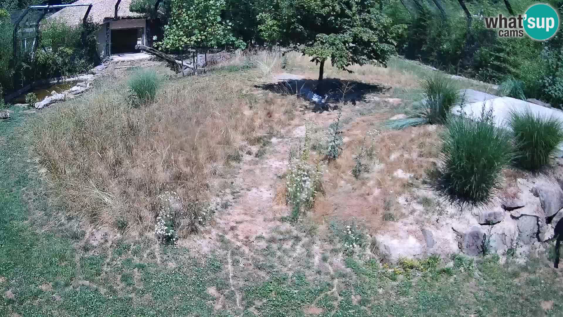 Zoo Ljubljana camera en vivo Leones