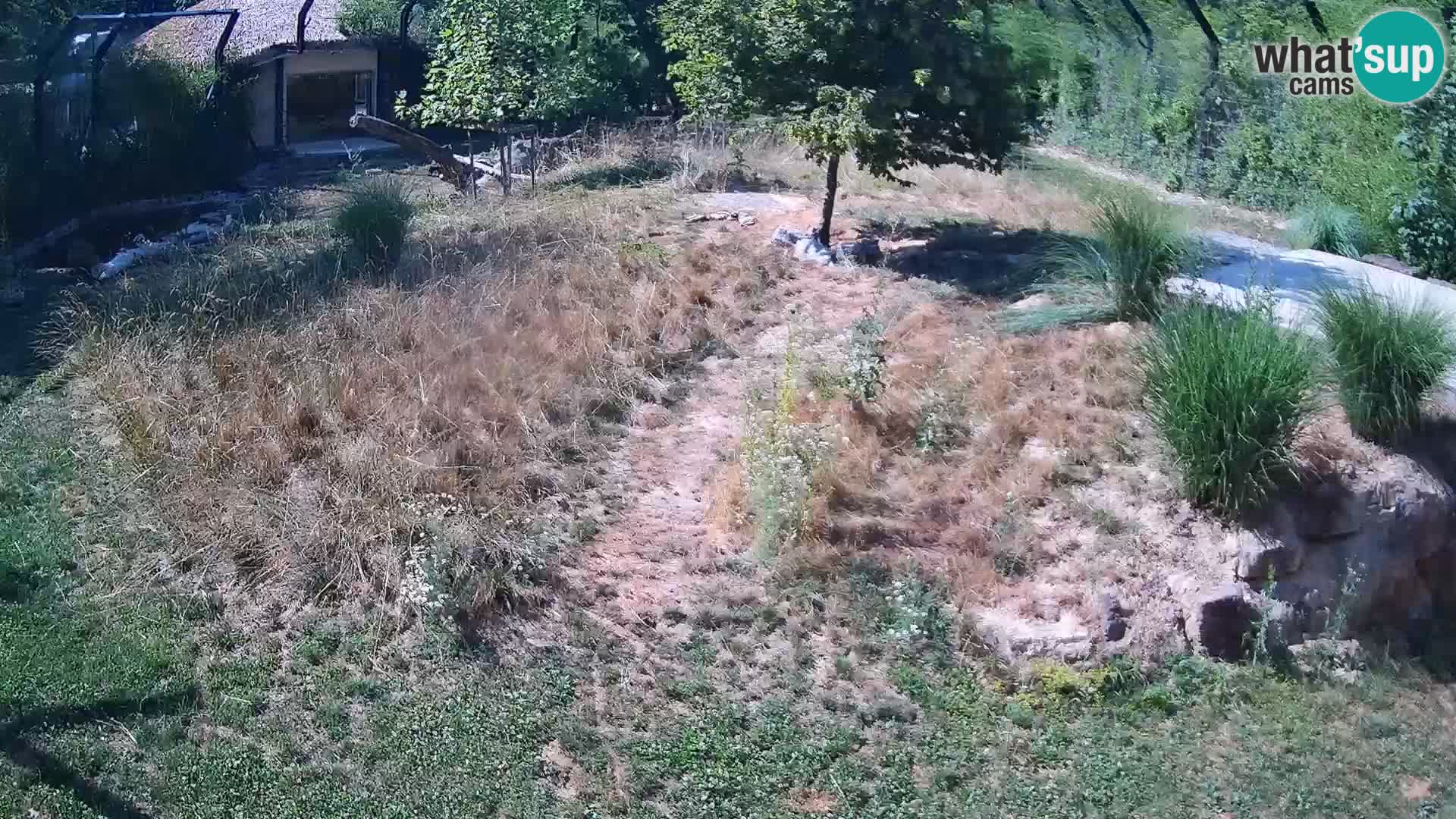 Zoo Ljubljana webcam Löwen