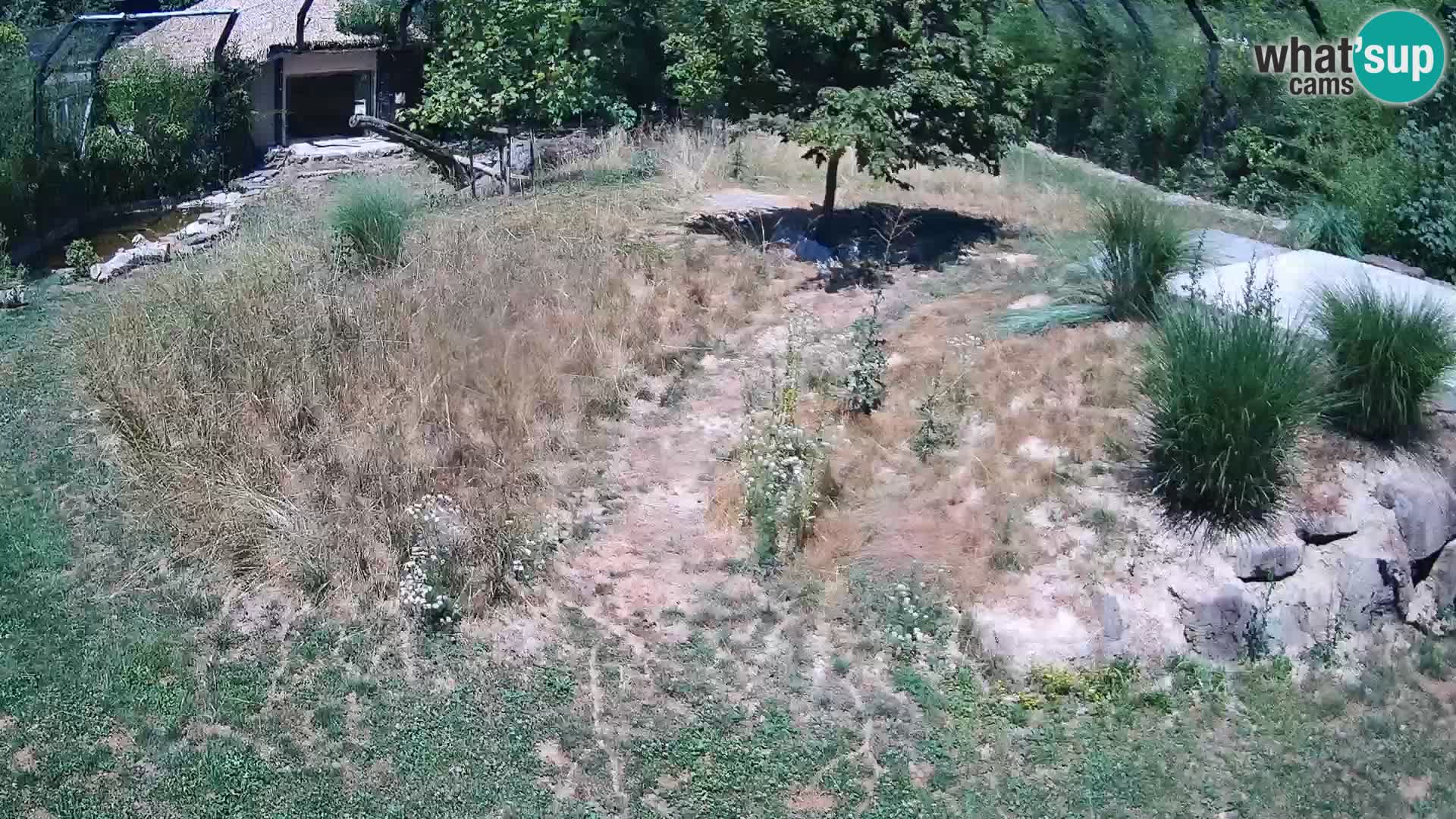 Zoo Lubiana live webcam Leoni
