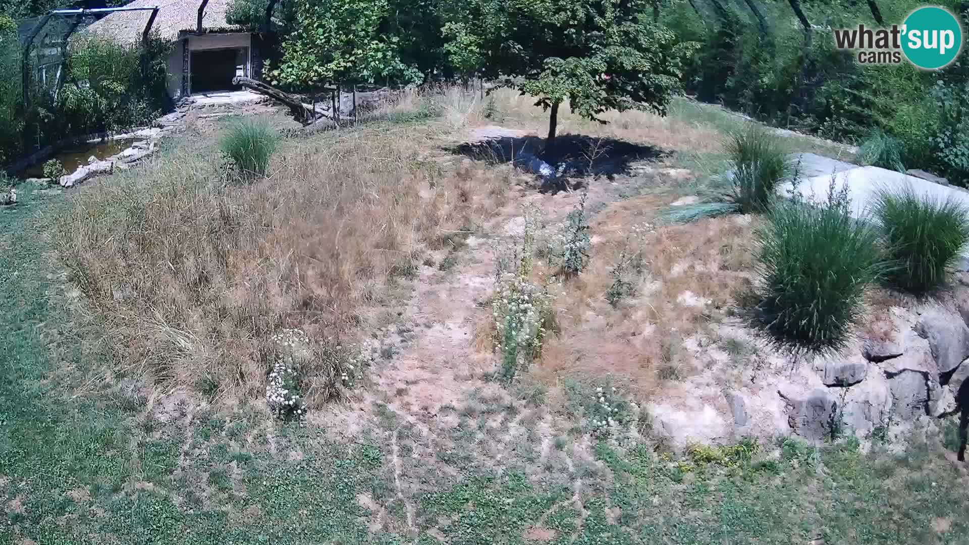 Live Ljubljana Zoo webcam Lion