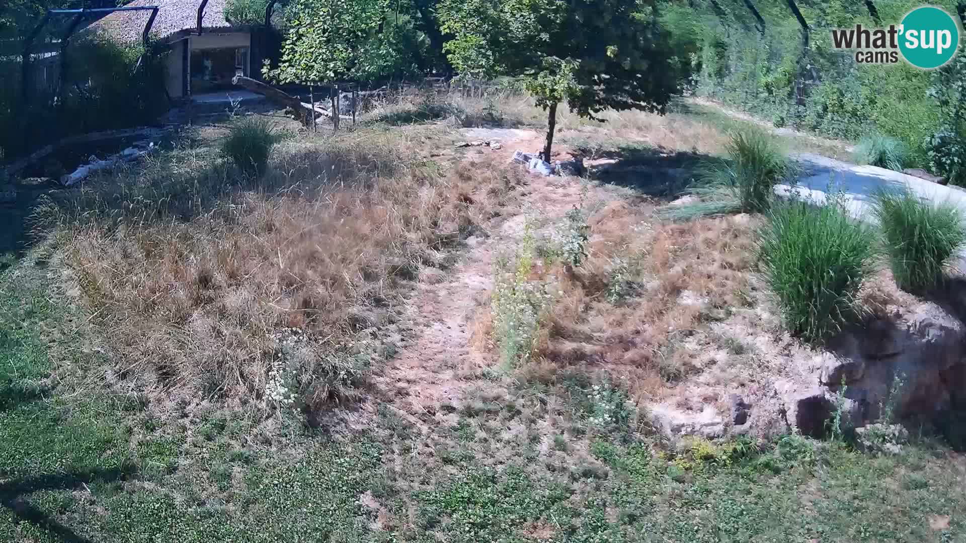 Zoo Ljubljana web kamera Lavovi