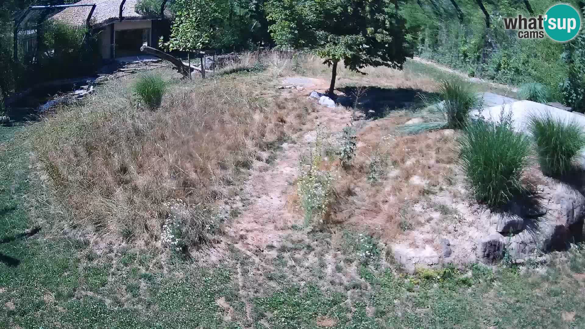 Zoo Lubiana live webcam Leoni